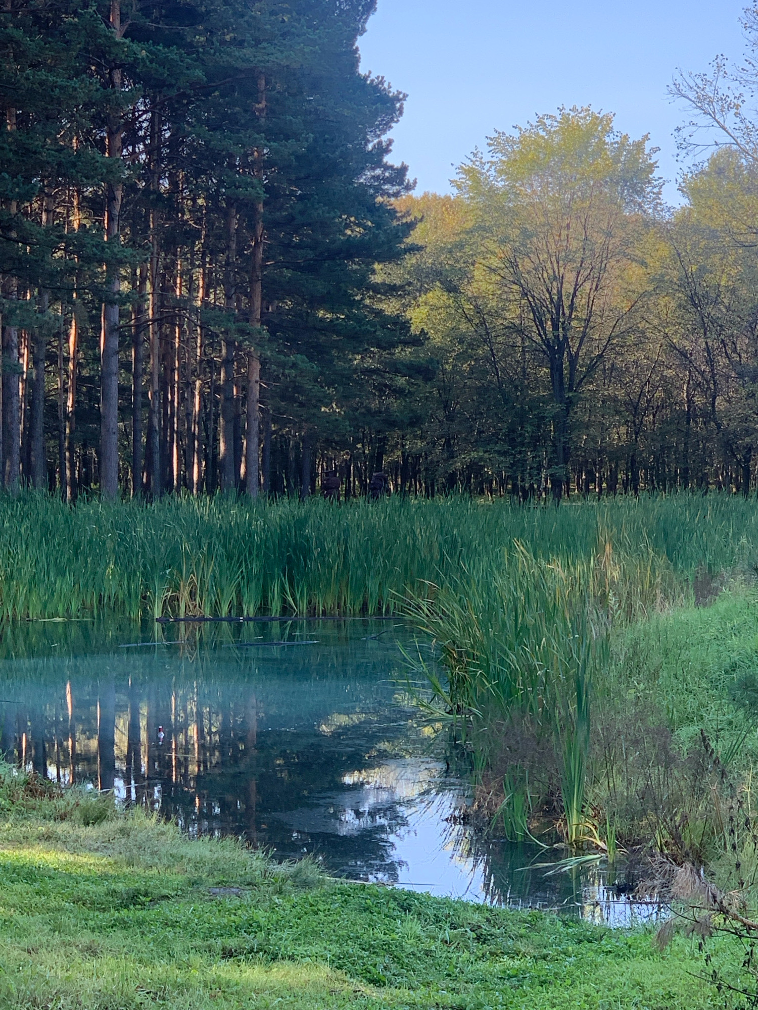 This image depicts a serene natural scene, likely a pond or small lake bordered by dense coniferous trees on the left and deciduous trees in the background. The foreground features a body of calm water with reflections of the surrounding foliage. Tall green reeds or cattails line the edge of the water, creating a natural barrier. Lush green grass covers the immediate foreground and surrounds the reeds. The sky above is a clear, pale blue. The scene appears to be a park or natural area within Prokopyevsk, Russia, given its description as a city with abundant natural landscapes. There are no people, animals, or visible actions in the image; it is a static, environmental portrait.