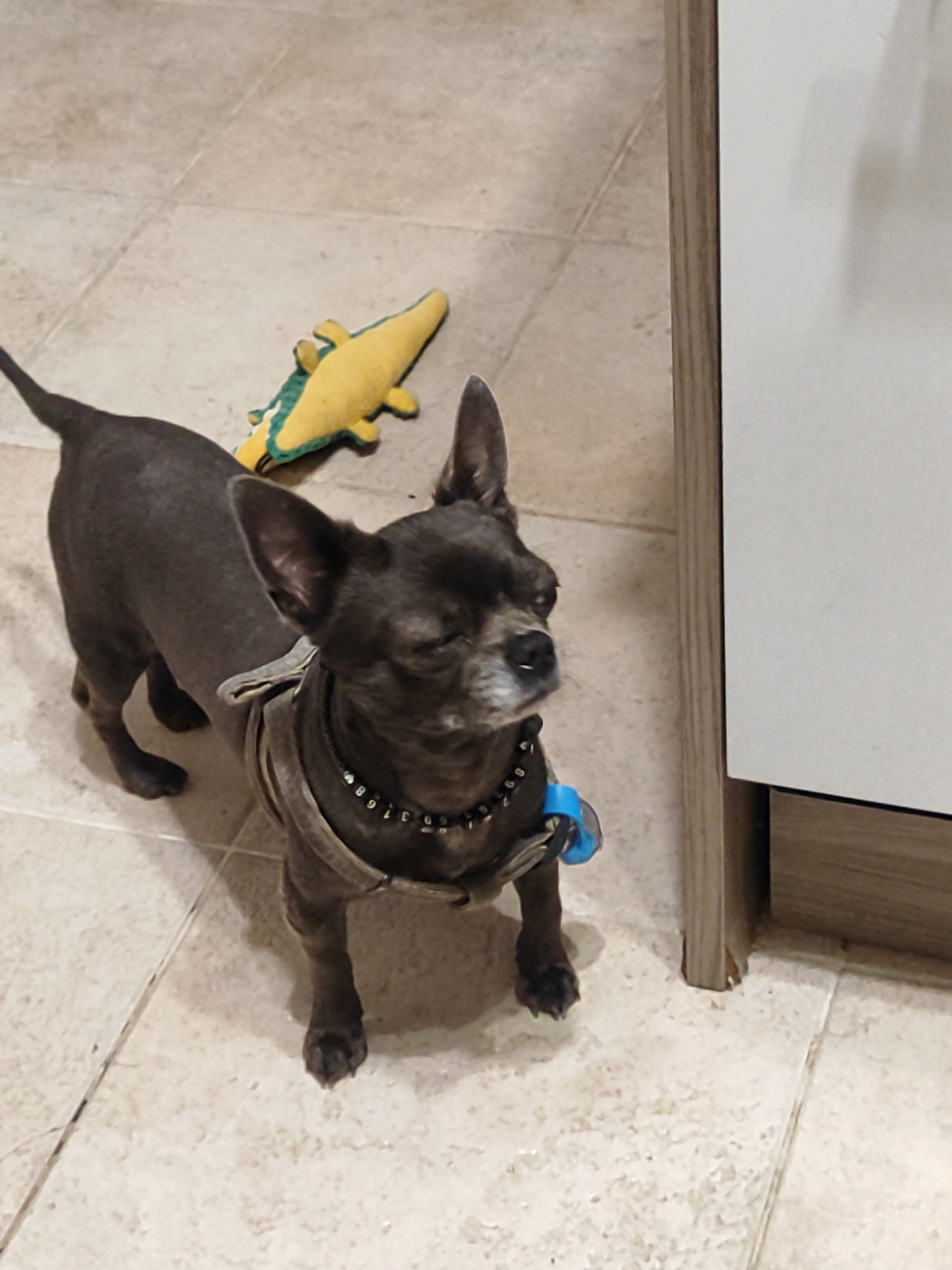 A dark-colored chihuahua stands on a tiled floor, facing to the right. The dog is wearing a tan harness and a black collar with what appear to be numbers or symbols. A bright blue object is attached to the harness near the dog's side. Behind the dog, a yellow plush toy alligator lies on the floor. The setting appears to be indoors, possibly a home, with a wooden cabinet or furniture piece visible on the right side of the image. The lighting suggests daytime. The dog's eyes are partially closed, giving it a relaxed or sleepy expression.