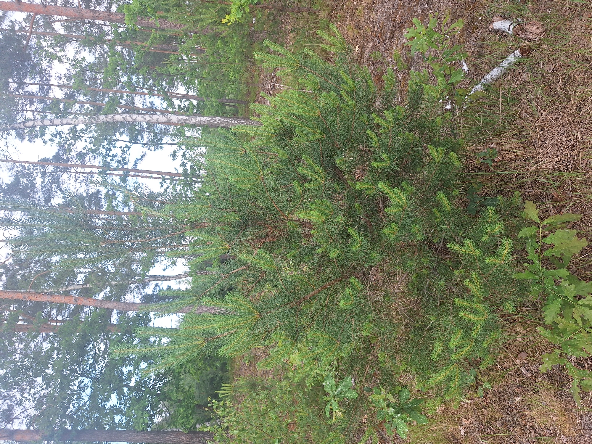 In Gliniak, Poland, the image depicts a young pine tree in a forest environment. The tree is centrally located, with its green needles and brown branches filling a significant portion of the frame. Surrounding the pine tree are various other trees, including taller pines with rough bark and slender birches with white trunks. The forest floor is covered with dry pine needles, grass, and some fallen leaves. There are also a few small oak saplings visible. In the lower right corner, two pieces of a broken birch log lie on the ground, with their white bark and exposed wood clearly visible. The sky is overcast, and the overall lighting suggests it is daytime.