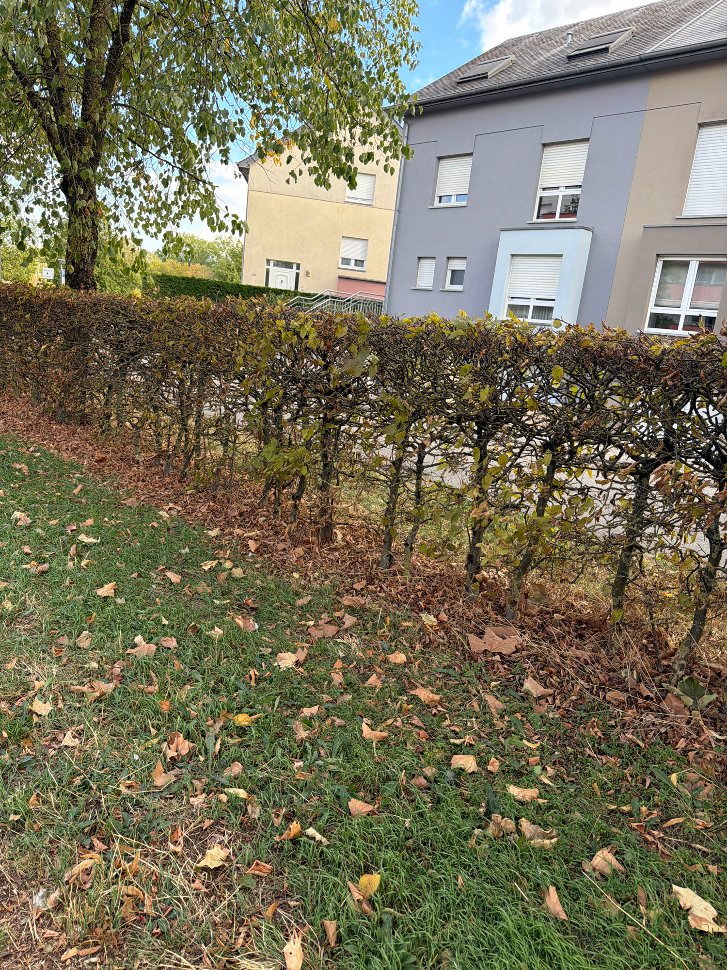 The image depicts an outdoor scene on a partly cloudy day, likely in autumn, with a focus on a manicured hedge and surrounding vegetation in front of residential buildings. The hedge, which appears to be made of deciduous shrubs, is densely planted and trimmed to a uniform height. It exhibits signs of autumn with many leaves turned brown and scattered on the ground, interspersed with green grass. The grass area in the foreground is also covered with fallen leaves.
Behind the hedge, two multi-story apartment buildings are visible. The building on the left is light yellow, with a visible white door and stairs leading to it. The building on the right is painted in a modern, angular style with sections of grey and beige. Both buildings feature windows with white shutters. The architecture suggests a contemporary urban or suburban residential area.
A large tree with green foliage, some of which is tinged with yellow, stands to the left of the frame, partially obscuring the view of the buildings. The sky is blue with scattered white clouds.
The scene captures a moment in a residential setting, likely in the city of Esch-sur-Alzette, Luxembourg, given the architectural style and the presence of European-style apartment buildings. There are no people or animals visible in the image. The overall impression is one of a well-maintained, yet autumnal, outdoor residential environment.