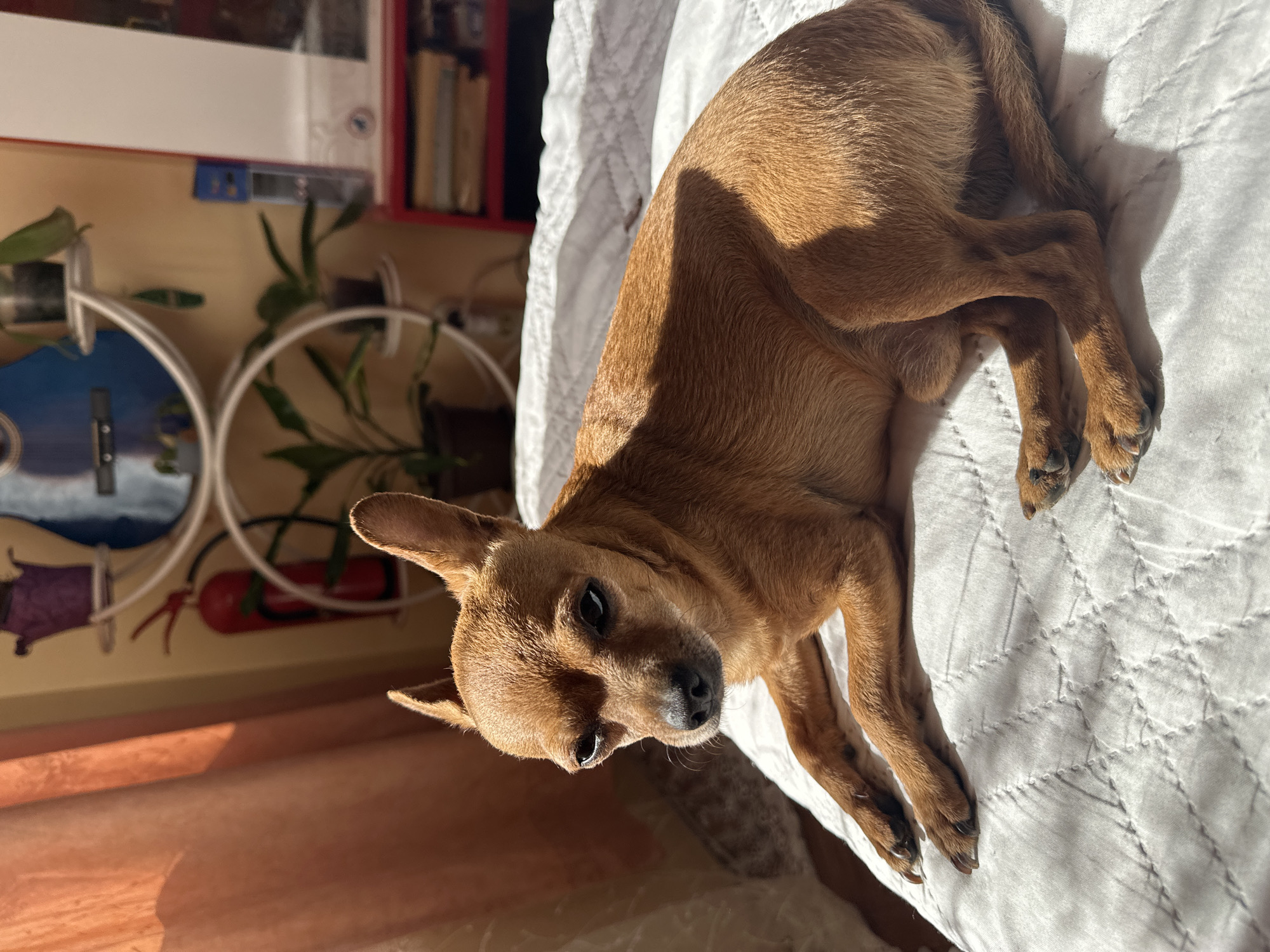 A small, brown, short-haired dog lies on a white, quilted bedspread. The dog is positioned diagonally across the frame, with its head towards the lower left and its body extending towards the upper right. The dog's fur appears smooth and well-groomed. Sunlight casts shadows across the bed and the dog, indicating a light source from the left. In the background, partially visible, are a shelf with books, plants, and what appears to be a decorative wall hanging. The setting is indoors. There is no information to suggest the location is in the city of Kalipetrovo, Bulgaria.