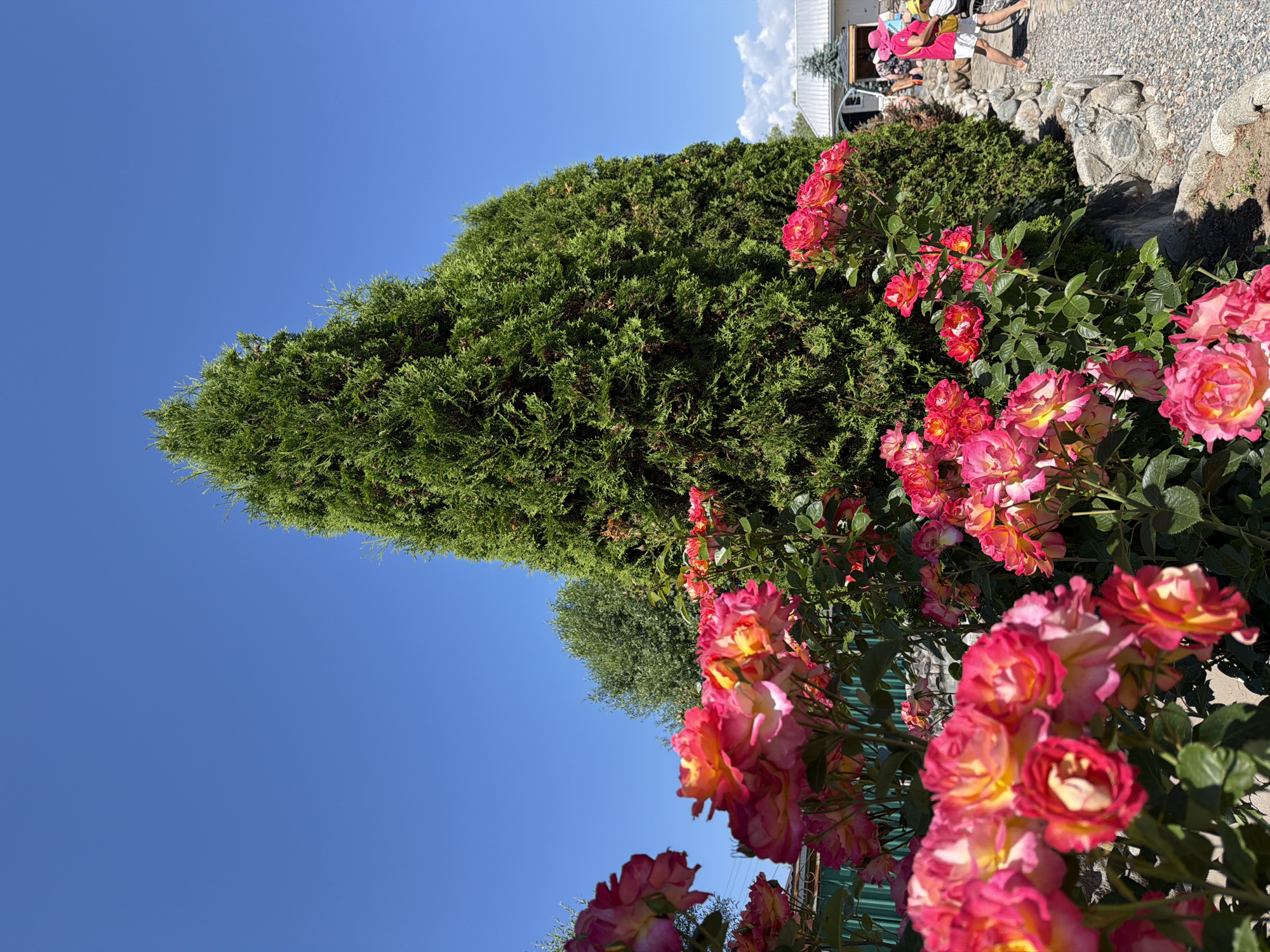 The image captures a vibrant scene with a focus on a cluster of pink and yellow roses in the foreground. Behind the flowers, a tall, dense evergreen tree dominates the central part of the frame. The sky above is a clear, bright blue. To the right of the evergreen, a gravel path leads to a white building with a gray roof, suggesting a residential or perhaps commercial property. A few people are visible in the background near the building, one of whom is wearing a pink hat and shirt. The overall setting appears to be outdoors on a sunny day.