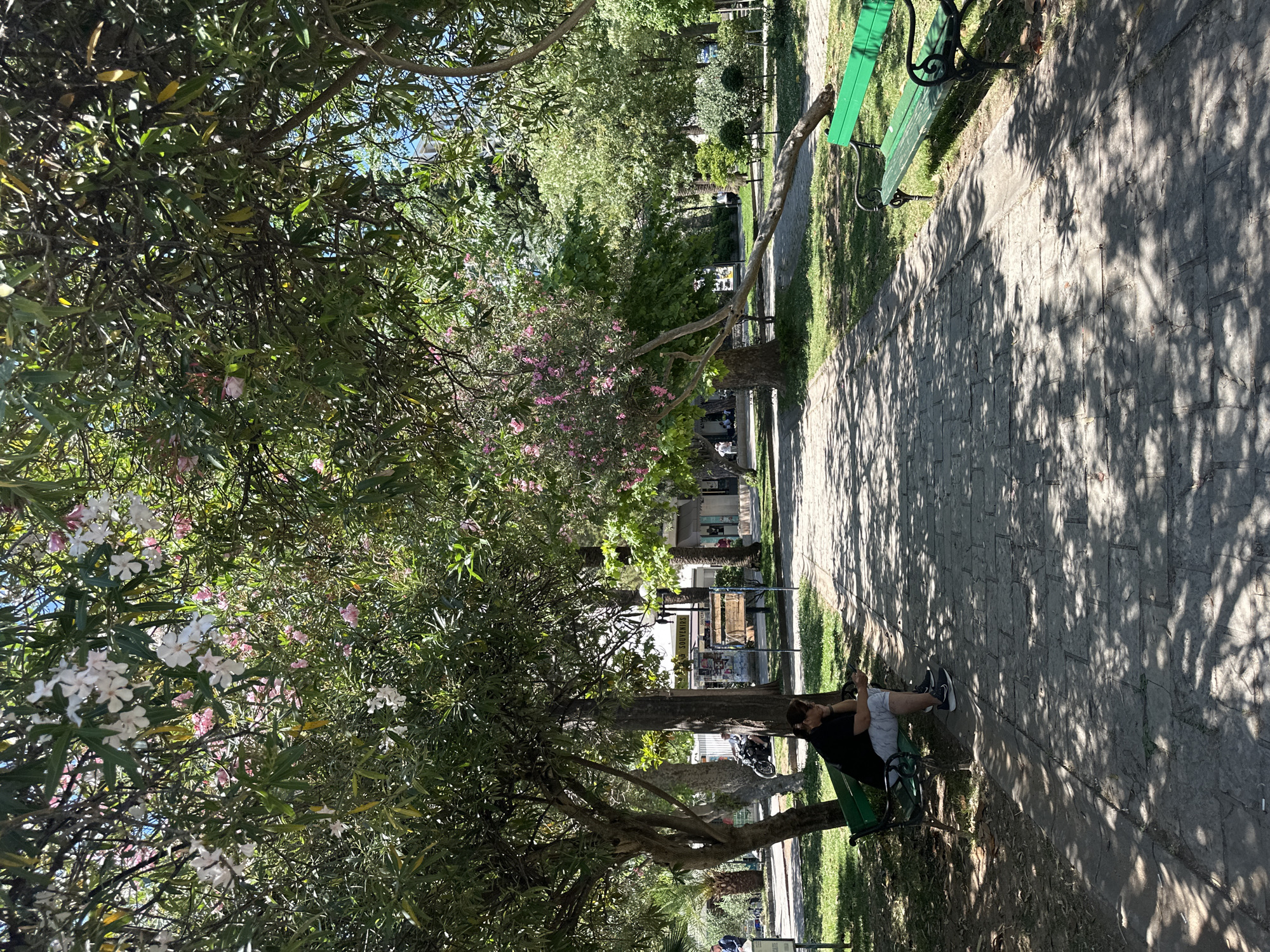 The image shows a park scene in Budva, Montenegro. A person is sitting on a green bench under a tree with pink and white flowers, seemingly using a mobile phone. The ground is paved with stones, and shadows from the trees are visible on the pathway. In the background, there are buildings and other trees in the park. Another green bench is visible in the distance.