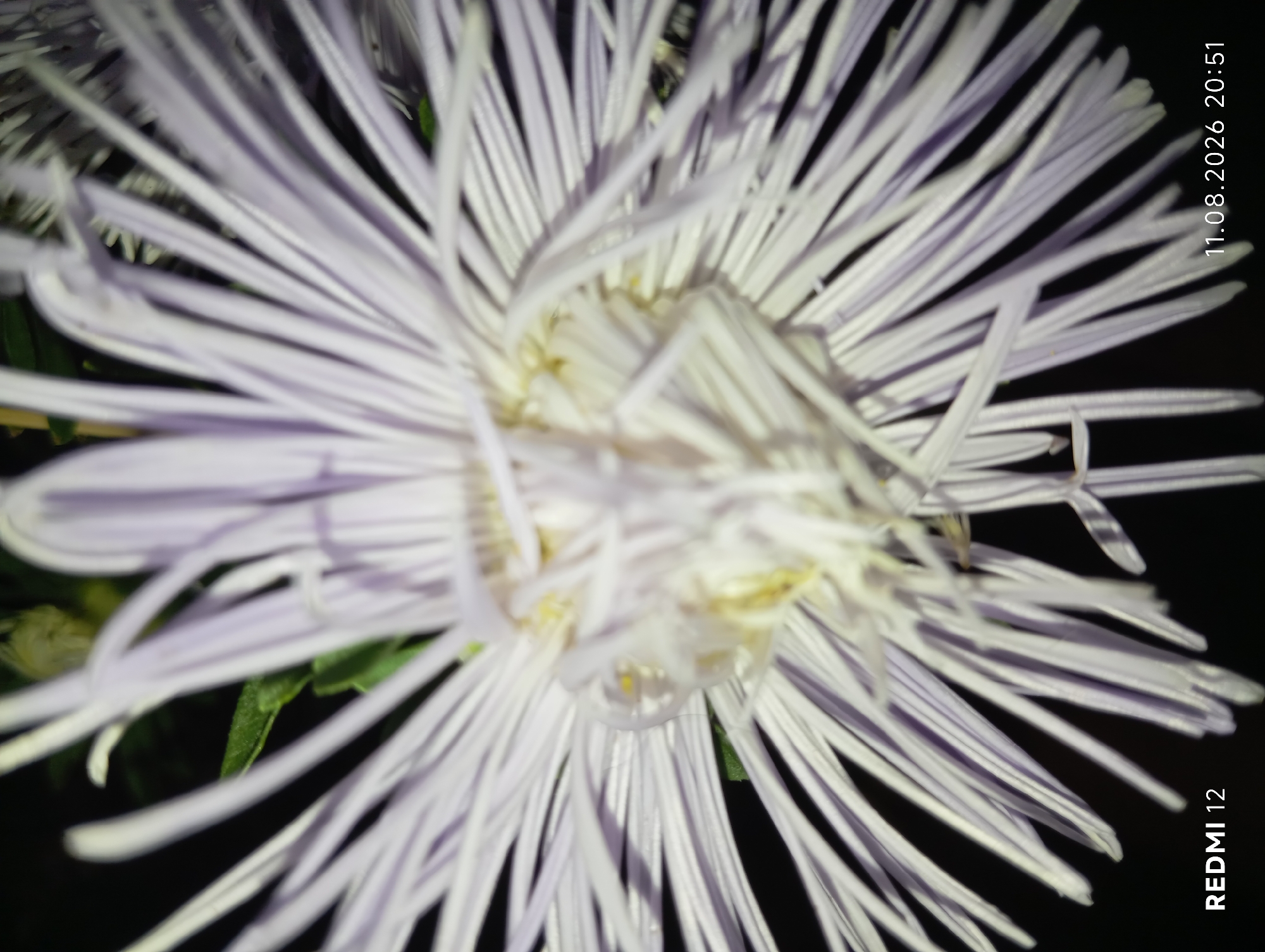 The image is a close-up, low-light photograph of a white aster flower with thin, delicate petals. The flower is viewed from the top, with its center slightly out of focus. Some green leaves are visible in the background, as well as a dark, out-of-focus background. The bottom left corner of the image displays the text "REDMI 12", and the bottom right corner shows the date and time "11.08.2026 20:51". The overall impression is of a botanical study or a portrait of a flower. The image does not contain any elements that would allow for localization to Smila, Ukraine, or any other specific city.