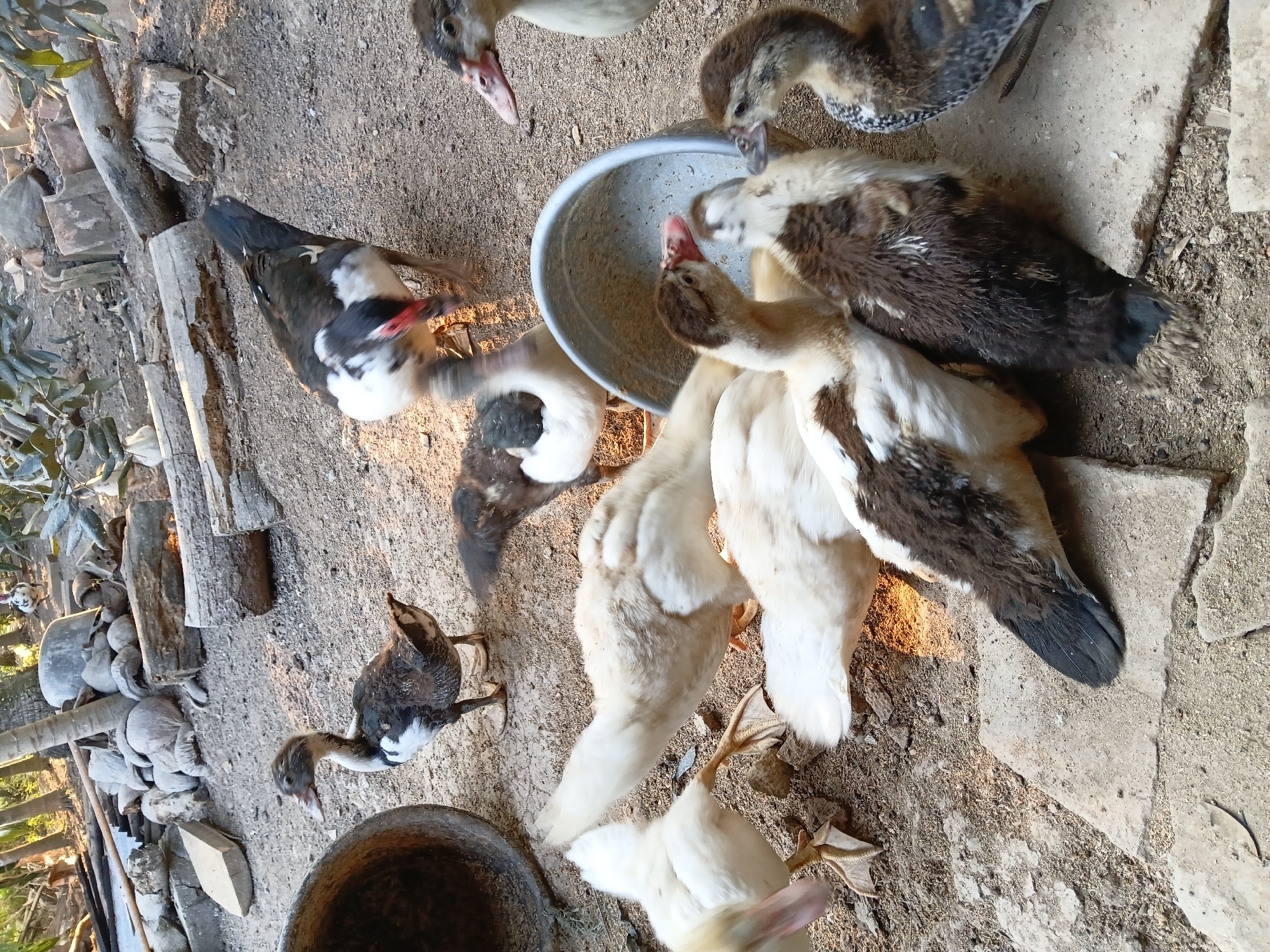 A flock of ducks, a mix of adults and juveniles, are gathered on a dusty, uneven ground. Several of the ducks are white, while others have a dark brown and white patterned plumage. A large, weathered metal bowl is present in the center of the scene. The background features a collection of coconuts, logs, and other natural debris, suggesting a rural or semi-rural environment, possibly in Margo Rukun, Indonesia. The lighting indicates it may be late afternoon.