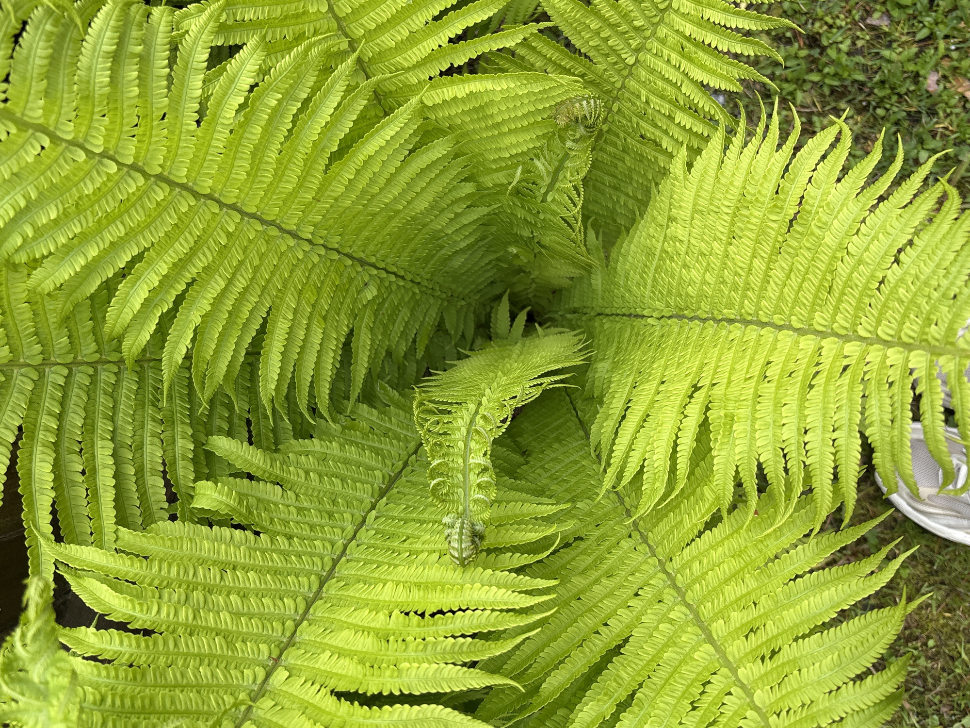 A top-down view depicts a bright green fern plant, possibly in a garden or natural area. The plant features numerous fronds that radiate outward from a central point. Emerging, curled fiddleheads are visible within the plant. Part of a white and gray shoe is visible in the lower right corner. A small amount of green grass and bare dirt is visible around the perimeter of the fern. There is no direct indication of the location being in Leningradskaya, Russia within the image.