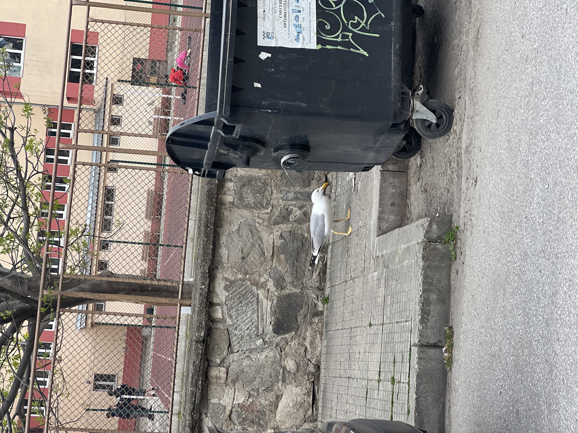 A seagull stands on a sidewalk next to a black trash bin in Plovdiv, Bulgaria. The bin is positioned against a stone wall. A metal fence runs along the top of the wall, and behind the fence is a building with red and tan sections. A tree with budding leaves is visible near the fence. A person in a pink jacket is seen behind the fence. The sidewalk is made of grey paving stones, and the road is grey asphalt.
