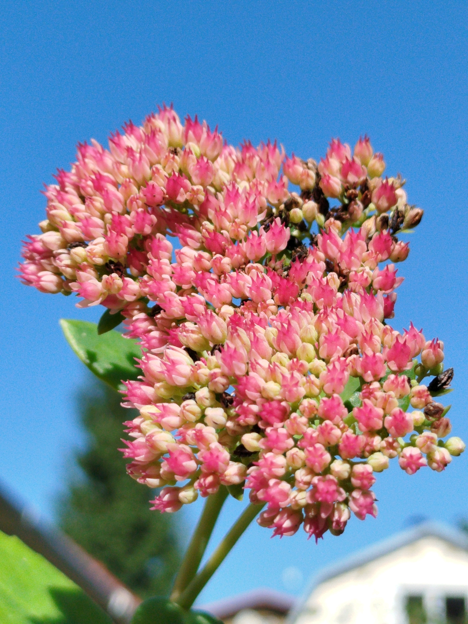 An extreme close-up photograph showcases a cluster of pink, star-shaped flowers against a vivid, cloudless blue sky. The flowers are densely packed and appear to be on the verge of blooming fully, with some buds still tightly closed and others just beginning to unfurl. A single, blurry green leaf is visible in the lower left corner of the frame, along with a portion of a stem. In the background, out of focus, is a light-colored building with a roofline and some dark green foliage. The image composition suggests a sunny day, likely outdoors in a garden or natural setting. The exact location within Чкаловское Снт, Russia cannot be determined from the visual information provided. There are no people or animals visible in the image.
