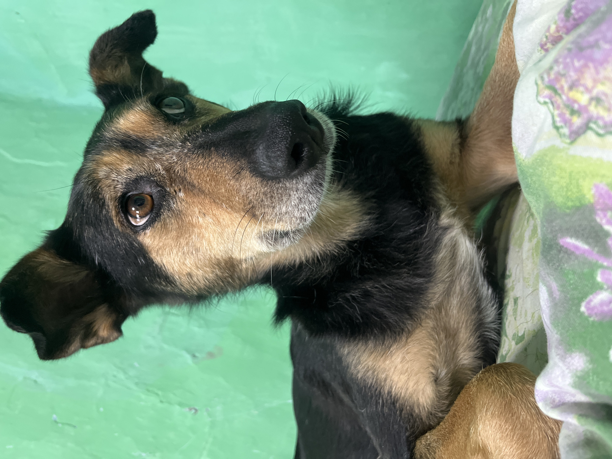 A close-up, vertically oriented shot shows the head of a dog with brown and black fur. The dog's head is tilted to its left, with its left eye visible and looking directly at the camera. The dog's right eye is also visible, but slightly obscured. Its nose is dark and appears wet, with long whiskers extending from its muzzle. One of the dog's ears is curled upwards, while the other is partially hidden by the dog's head. The dog's fur is a mix of tan, brown, and black, with a patch of lighter fur around its muzzle and eyes.
The background is a solid, pale green color, suggesting an indoor setting or a painted surface. To the right of the dog, a portion of a light-colored fabric with a floral pattern of purple and green is visible, partially covering the dog. The lighting is soft, and there are no indications of the time of day or weather. The overall impression is of a curious and alert animal, possibly being petted or interacting with its owner. No text is visible in the image. The context of Nizhny Tagil, Russia, provides a general geographical location but offers no specific visual cues within the image itself.