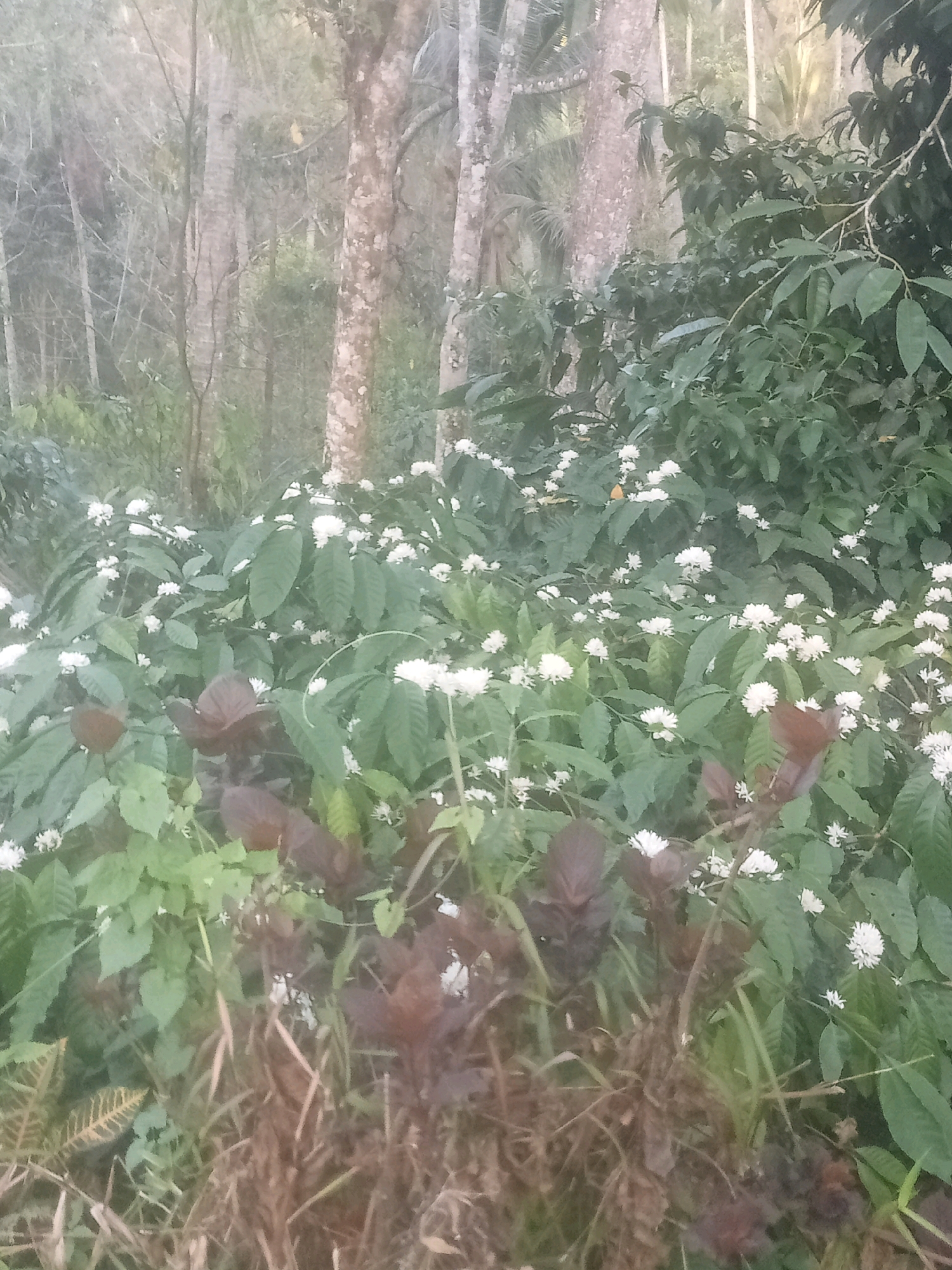 The image depicts a coffee plantation in Mendoyo, Indonesia, characterized by lush greenery and blooming coffee plants. In the foreground, the vibrant green leaves of coffee plants are interspersed with clusters of small, white coffee blossoms. Some plants in the foreground exhibit dark reddish-brown foliage. In the background, tall trees with textured bark stand amidst the dense vegetation, suggesting a natural forest edge bordering the plantation. The overall scene conveys a serene and natural environment, likely captured during daylight.