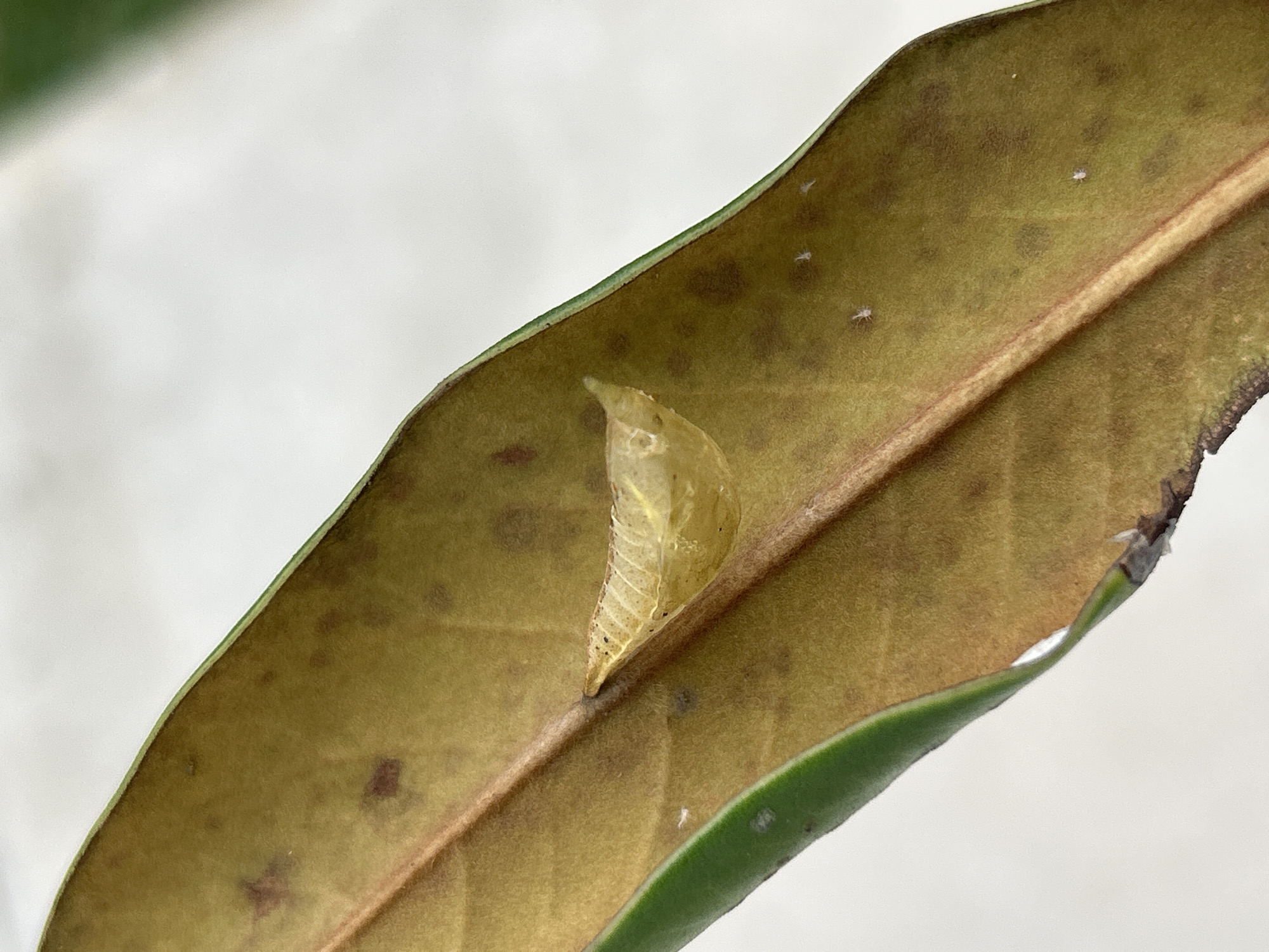 The image shows a tan pupa attached to the top side of a decaying leaf. The leaf is brown, with a green edge and a prominent central vein. The pupa is translucent and located off-center on the left side of the leaf, near the central vein. There are some small white specks on the leaf surface. The background is blurry and white. The location, La Gloria, Mexico, is not discernible from the image.