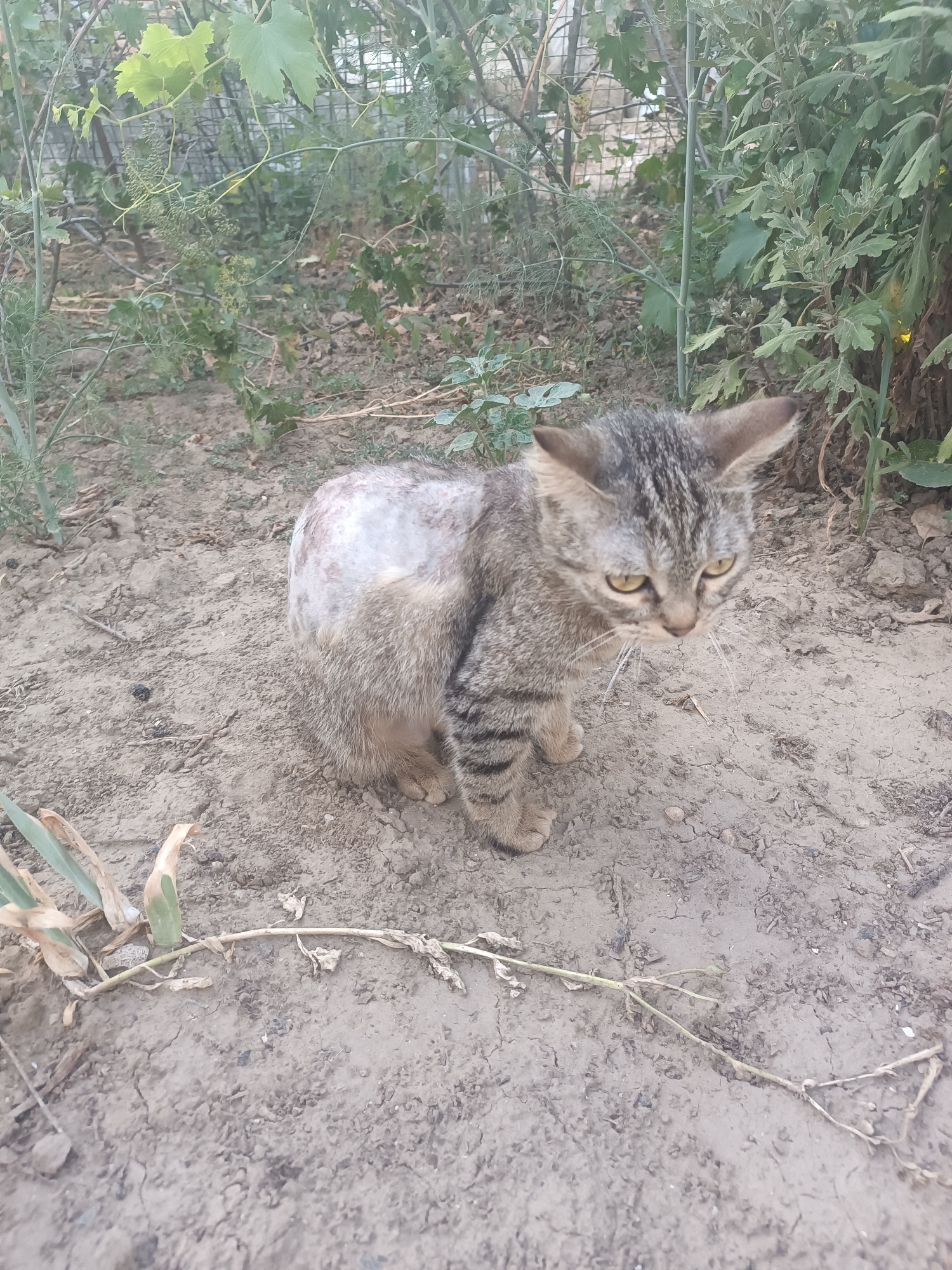 A tabby cat with patches of shaved fur stands on dry, cracked soil in what appears to be a backyard or garden area. The cat is looking down and to the right. In the background, there is dense green foliage and a wire fence. The ground is covered with dry leaves and twigs, and some green plant stalks are visible in the foreground. The overall impression is a rural or semi-rural setting, possibly in Vypasne, Ukraine, given the context provided.
