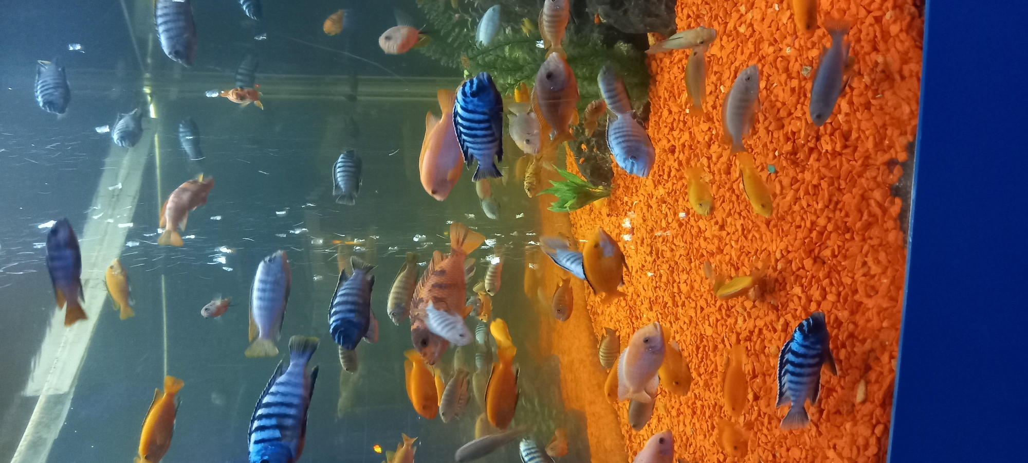 The image shows an aquarium filled with various types of colorful fish and an orange gravel substrate. Several fish species are visible, including blue-striped Mbuna cichlids, orange-colored fish, and smaller, lighter-colored fish. There is some greenery in the tank. The aquarium appears to be located indoors. The location information specified Krasnodar, Russia, is external to the image itself, and therefore not verifiable from the image alone.