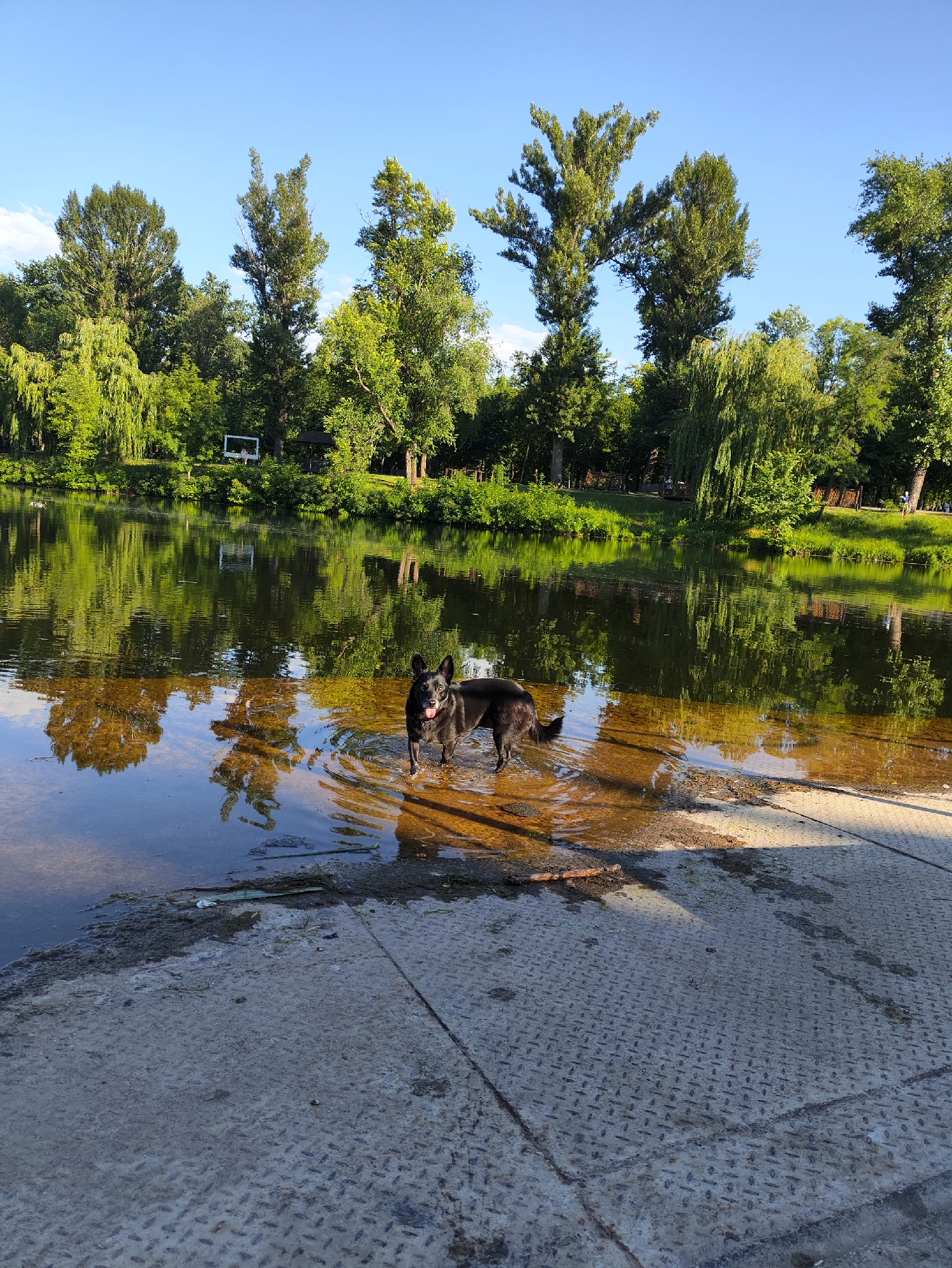 A black dog stands in shallow water near a concrete embankment by a body of water. The dog is facing forward with its tongue sticking out and appears to be panting. The water is clear and reflects the surrounding trees and blue sky. The embankment is made of rough concrete and has a textured surface. In the background, a line of lush green trees borders the water. The scene is well-lit, suggesting it is daytime. The location is identified as Kryvyi Rih, Ukraine.