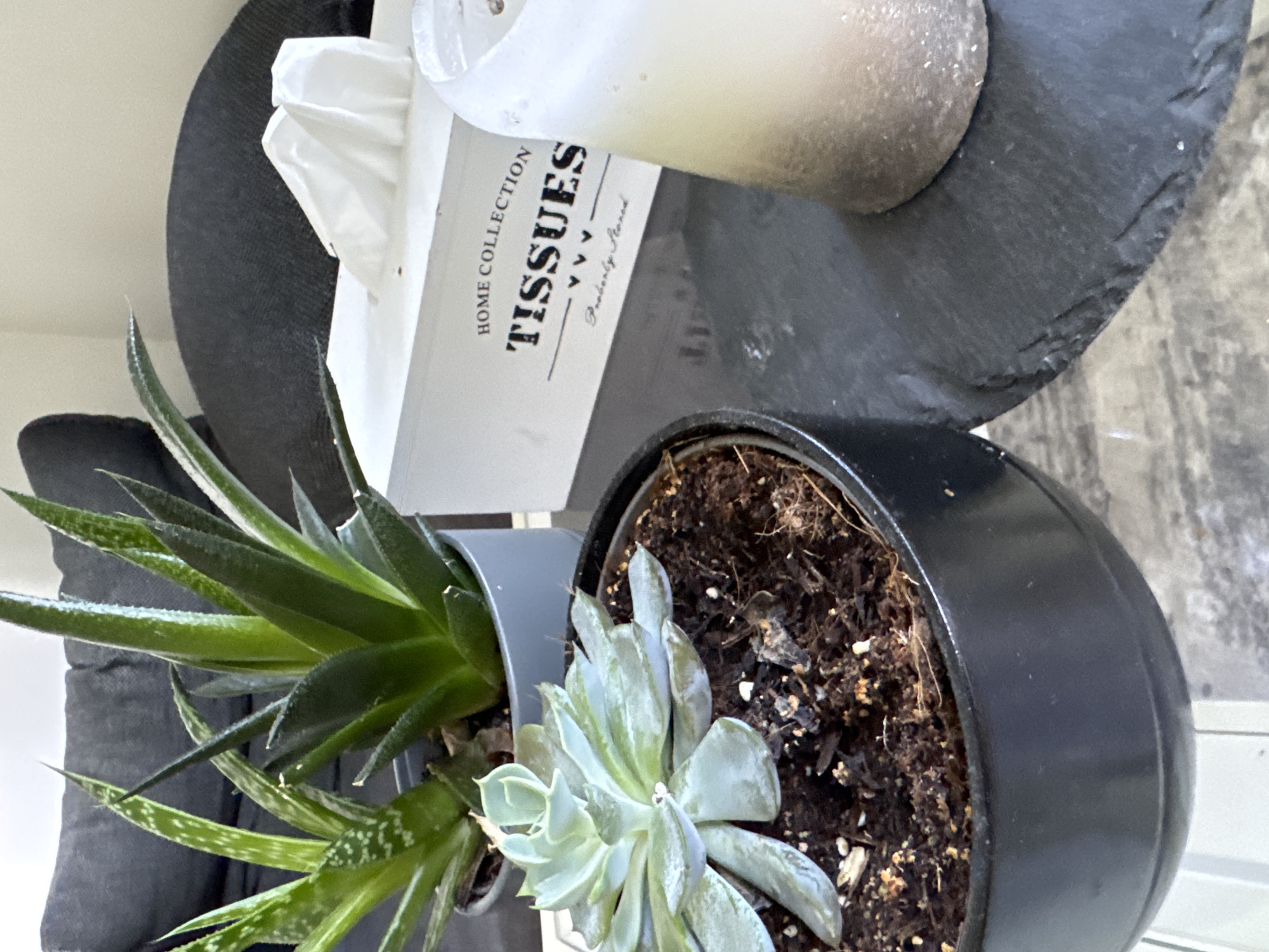 A close-up, eye-level shot captures a still life arrangement on a reflective surface, possibly a glass-top table. In the foreground, a dark grey planter holds a light green succulent, its pale leaves fanning out. Behind it, a grey planter contains two aloe vera plants with thick, spiky green leaves. To the right, a white tissue box with "HOME COLLECTION TISSUES" printed in black lettering is visible, with several white tissues peeking out. Adjacent to the tissue box is a tall, pale candle, its surface textured and speckled. The background is softly blurred, showing dark grey upholstered furniture, likely a sofa. The overall impression is one of indoor tranquility. This scene is not in Höhenkirchen-Siegertsbrunn, Germany, but rather a generic indoor setting.