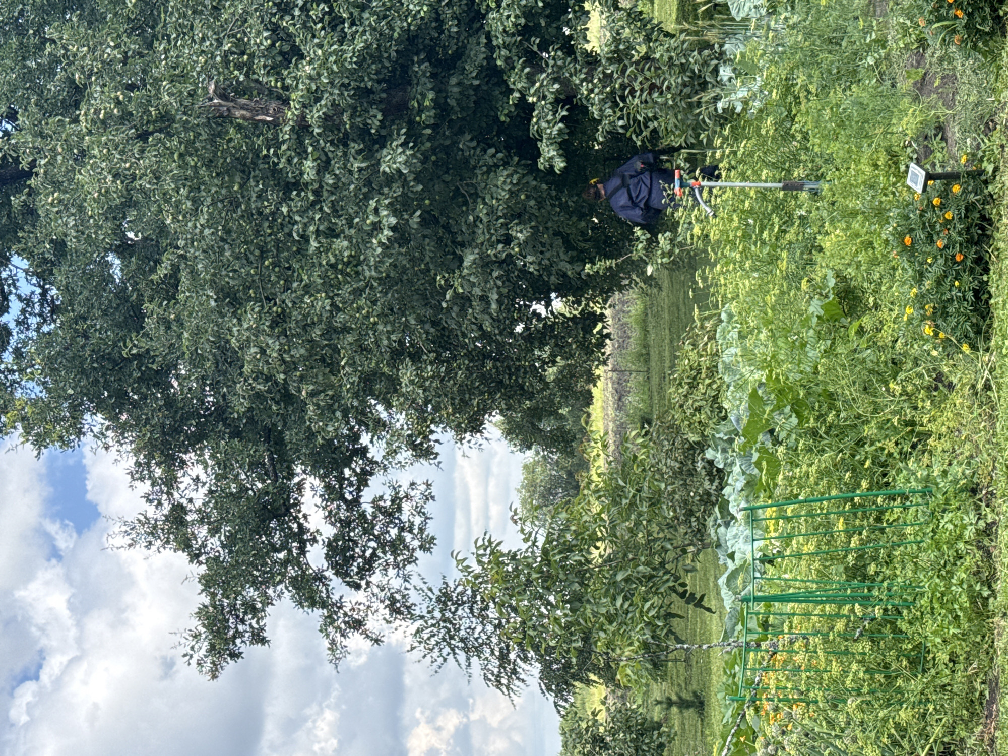 A person wearing a dark blue jacket and yellow ear protection is working in a garden in Bolsheozerki, Russia. The garden is lush with various plants, including large leafy vegetables and smaller flowering plants with yellow and orange blooms. A green metal structure, possibly a support for plants, is visible in the foreground. In the background, large trees dominate the scene, with one particularly dense tree casting shade over the person. The sky is partly cloudy with a mix of white clouds and blue sky. A garden hose and a small solar-powered light are also present in the garden.