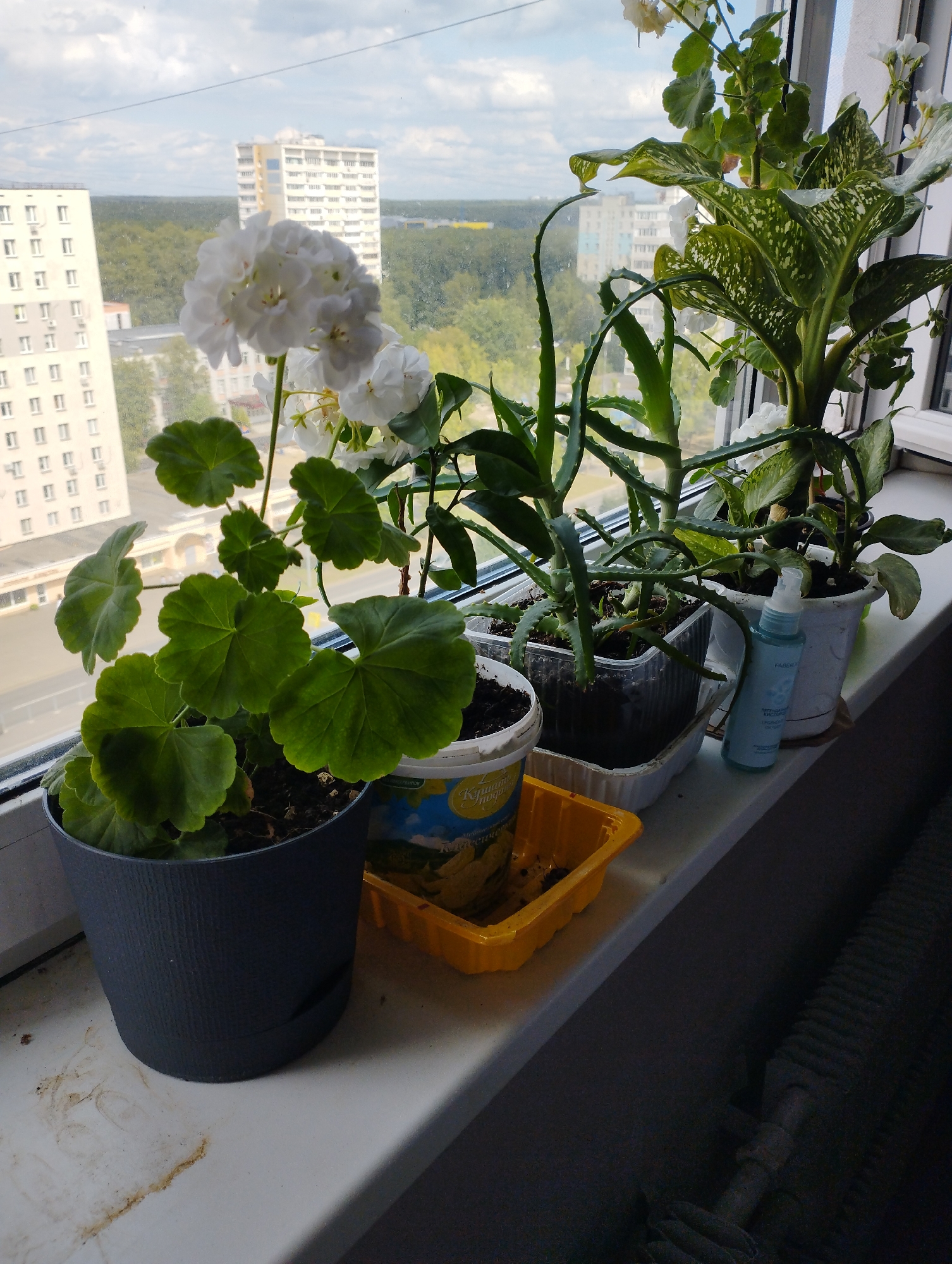 This image depicts a windowsill inside an apartment in Moscow, Russia, overlooking an urban landscape. The windowsill is populated with several potted plants, including a large green leafy plant with white speckled variegation, an aloe vera plant, and a geranium with clusters of white flowers. A dark gray pot holds the geranium, while other plants are in white and clear plastic containers. To the right of the plants, a small blue spray bottle stands on the windowsill. Outside the window, a view of apartment buildings and trees is visible, under a cloudy sky. The windowsill itself appears to be made of white material and shows some minor dirt and water stains. A dark, ribbed radiator is visible in the lower right corner of the frame. The overall scene suggests a domestic setting with an emphasis on indoor plants.