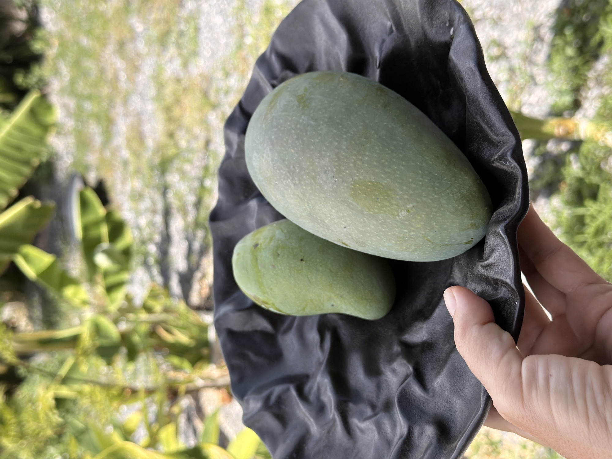 A human hand holds a black, wavy-edged plate containing two unripe green mangoes. The larger mango is on the right, and the smaller one is on the left. The background is blurred and shows green foliage and a gravelly ground, consistent with a tropical outdoor setting in Ko Samui District, Thailand.