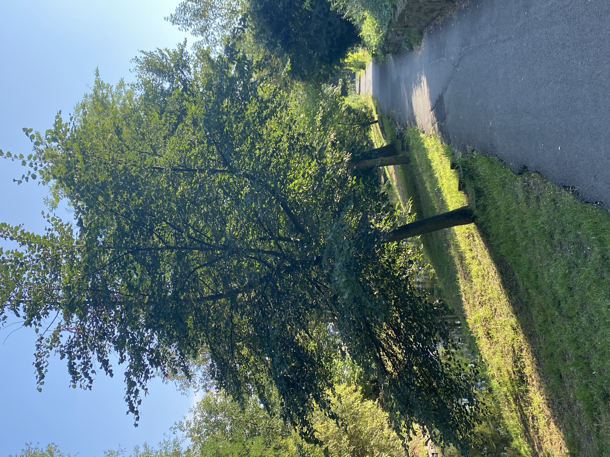 The image depicts a paved walkway bordered by a grassy slope on the left and a stone wall on the right, disappearing into the distance. Lush green trees with dense foliage line the left side of the path, casting shadows on the grass and walkway. The sun is shining brightly, creating a strong contrast between light and shadow. The walkway appears to be in a park or natural setting within the city of Bílina, Czechia, potentially a recreational area. There are no people visible in the image.
