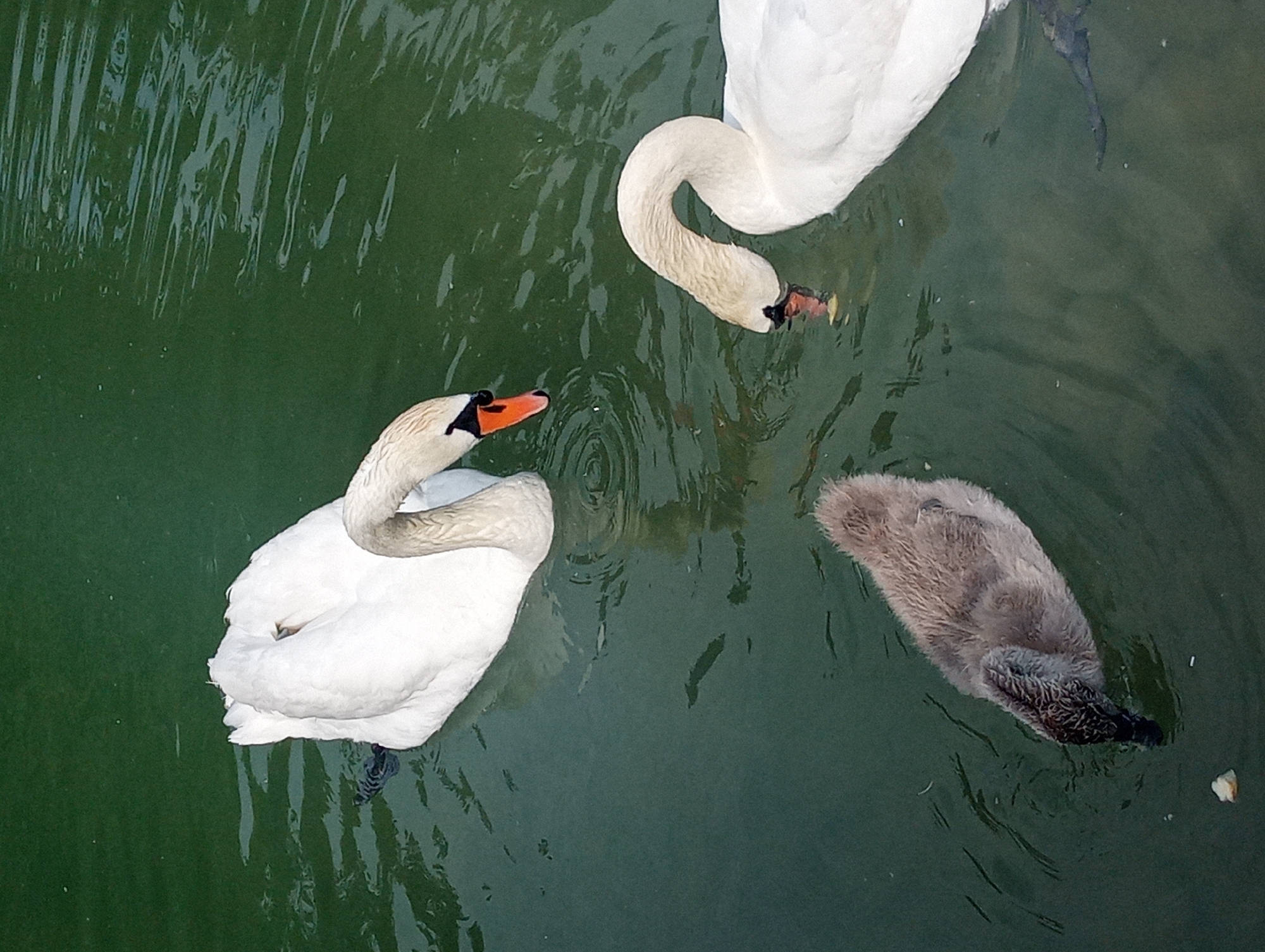 The image shows three swans on the surface of a body of water. Two adult swans, one white and facing towards the left and another white swan partially visible on the right and facing downwards towards the water. A cygnet, which is a young swan, is swimming in front of the adult swans. The cygnet is greyish-brown and is also facing downwards, possibly feeding. The water appears to be green and somewhat murky, with ripples on the surface. There are small white specks visible in the water. One of the adult swans has an orange beak with a black tip. The scene is photographed from an overhead perspective. This scene is not discernable as being located in Shymkent, Kazakhstan, or any specific city.