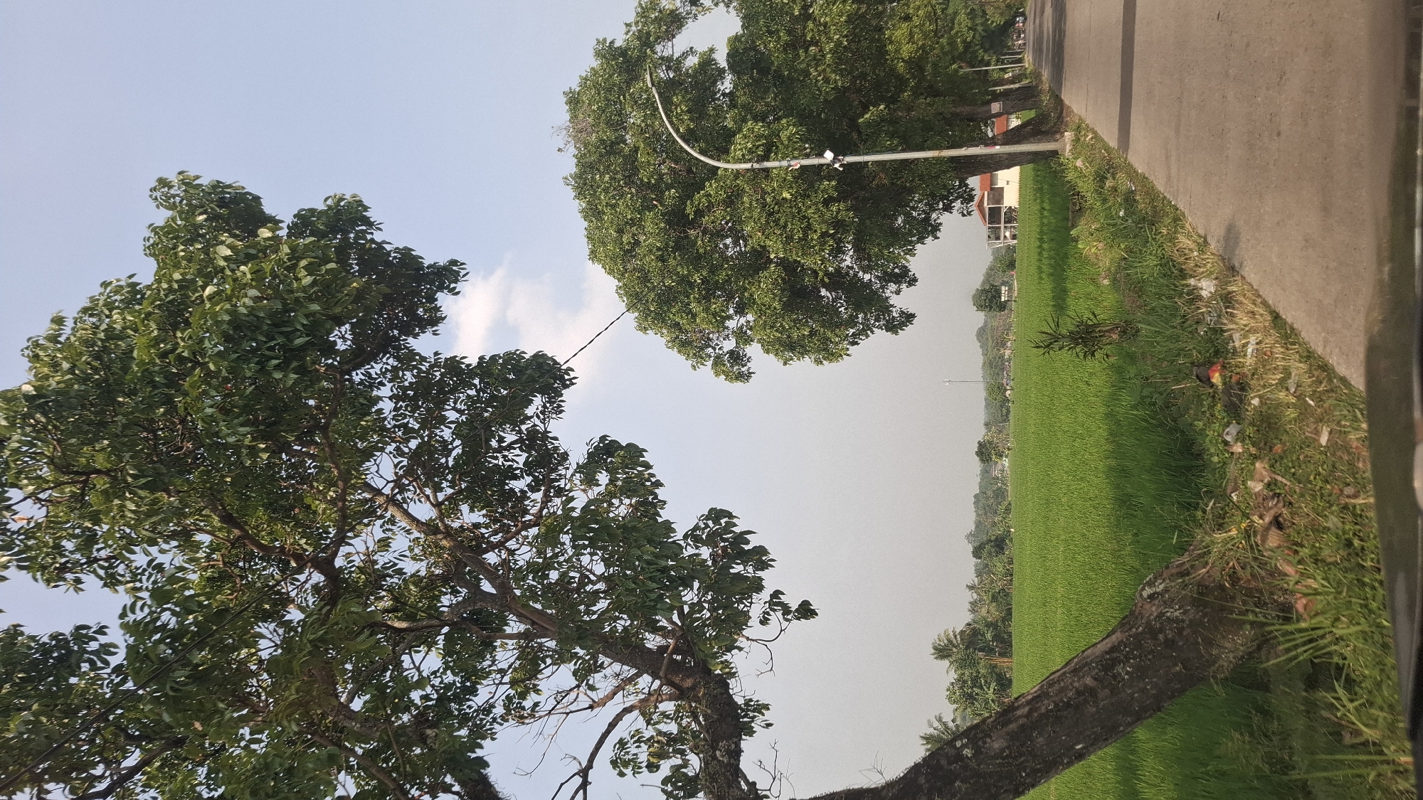 The image depicts a rural roadside scene in Sukasari, Indonesia. A paved road runs along the right side of the frame, bordered by a vibrant green rice paddy field on the left. Several mature trees with lush green foliage are present, with one prominently leaning into the frame from the left foreground. A modern street lamp stands alongside the road, illuminating the path. In the distance, a few buildings and more trees are visible, suggesting a scattered settlement. The sky is a clear light blue with a few wispy clouds. The overall impression is one of a peaceful, natural landscape.