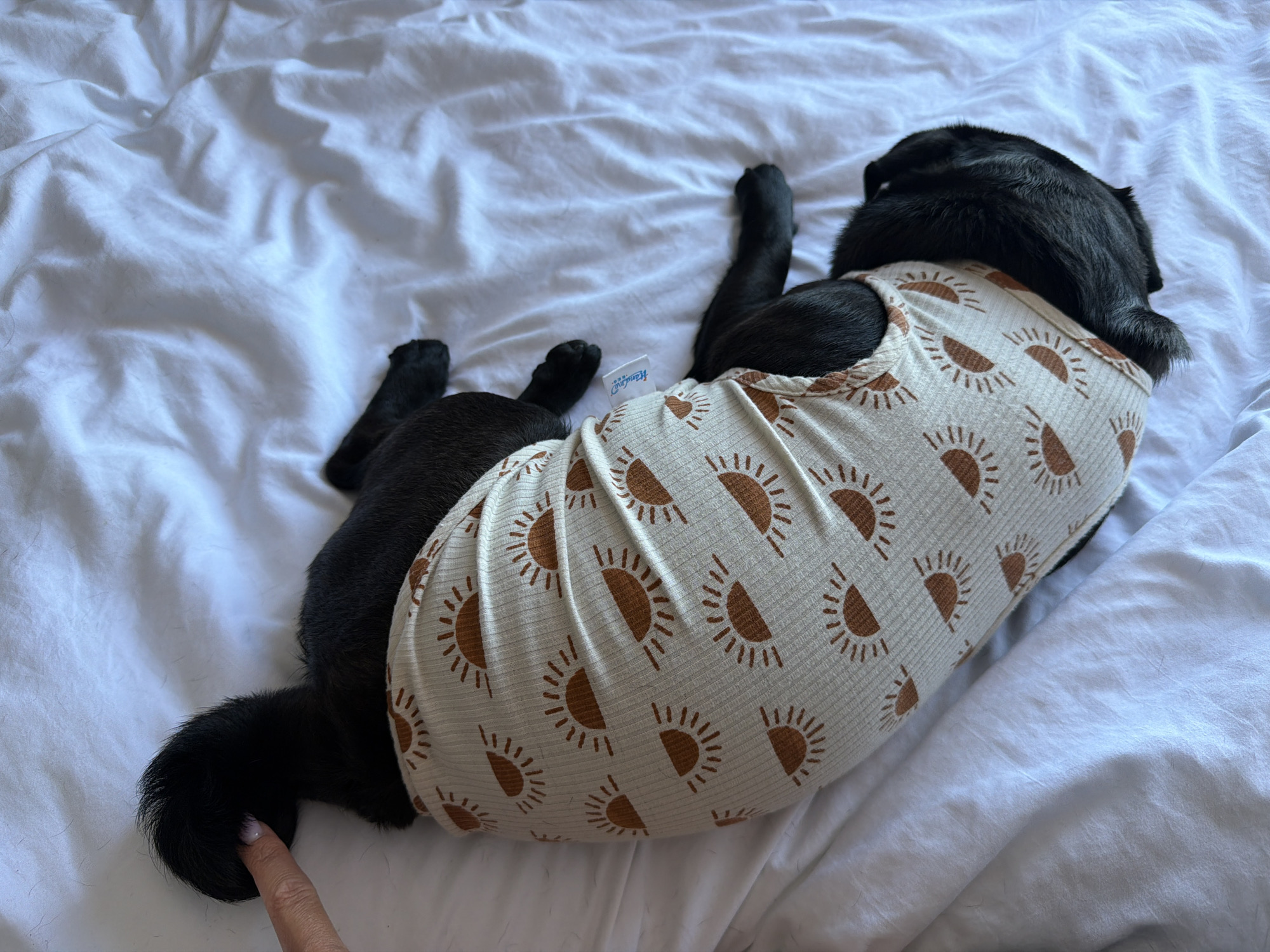 In the city of Sirius, Russia, a black dog, likely a pug or a similar breed, is lying on its side on a white, rumpled sheet. The dog is wearing a cream-colored shirt adorned with a pattern of brown sun motifs. A human finger with a light-colored nail is touching the dog's curled tail. The background is entirely composed of the white sheet, with the lighting suggesting a room with natural light.