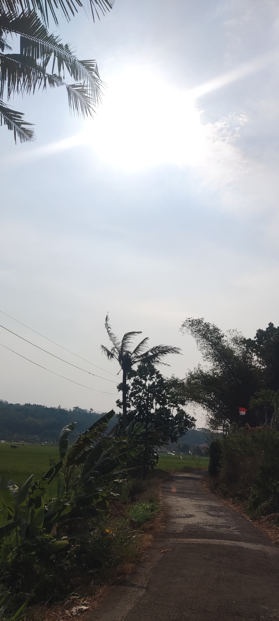 The image depicts an outdoor scene with a rural ambiance, possibly in Putat, Indonesia, given the context. The sky is bright and appears overcast with the sun shining through, creating a hazy or washed-out effect. In the foreground and mid-ground, lush green foliage is visible, including large banana leaves on the left and a prominent palm tree with its fronds swaying.
A paved, somewhat weathered road runs from the foreground into the mid-ground, curving slightly to the right. On the right side of the road, there is dense vegetation, including bamboo stalks and other trees. A small Indonesian flag (red and white) is visible attached to one of the bamboo stalks, suggesting a location within Indonesia.
In the background, to the left, there is a vista of green rice paddies, dotted with small white flags or markers. A treeline forms the horizon behind the paddies. Power lines are strung across the upper left portion of the image, supported by poles not entirely visible within the frame. The overall impression is one of a tropical, possibly agricultural, setting on a bright but hazy day. There are no people or animals clearly visible in the image.
