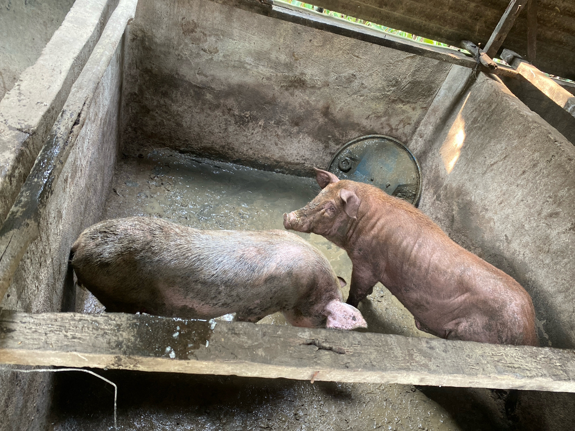 In a muddy enclosure with concrete walls and a corrugated metal roof, two pigs are present. One pig, with light-colored skin and patches of darker hair, is partially submerged in the murky water, with its head down. The second pig, a reddish-brown color, stands over the first, facing away from the camera. A circular metal object, possibly a lid, rests in the water behind the standing pig. The overall environment appears rustic and weathered.