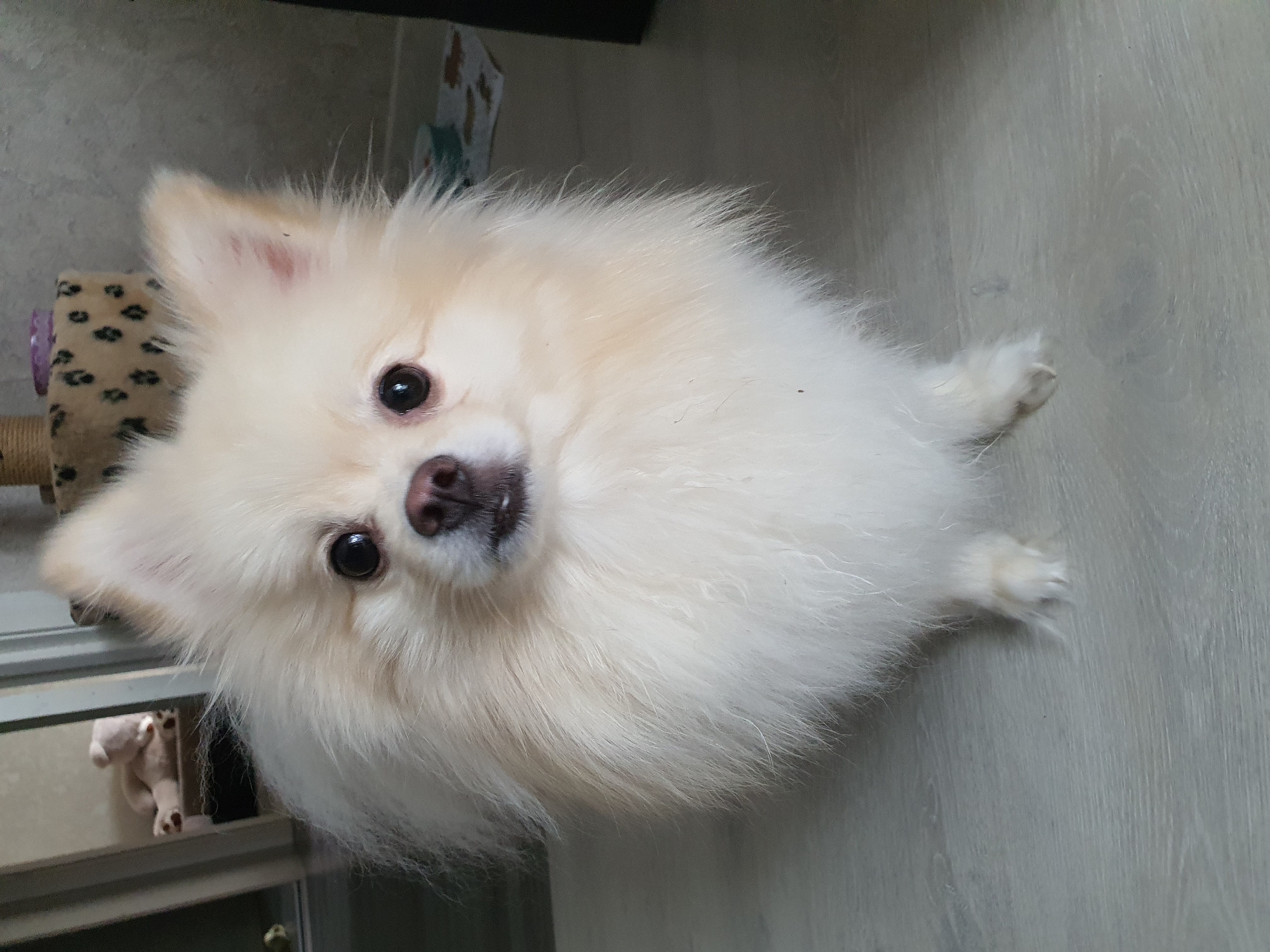 The image shows a cream-colored Pomeranian dog standing on a light-colored wooden floor. The dog has fluffy fur, dark eyes, and a pink nose. In the background, a leopard-print cat tree is visible, along with a reflective surface that appears to be a mirror or a door, showing a glimpse of a beige teddy bear lying down. The overall setting suggests an indoor environment. There is no discernible information about Yuzhno-Sakhalinsk, Russia in the image.