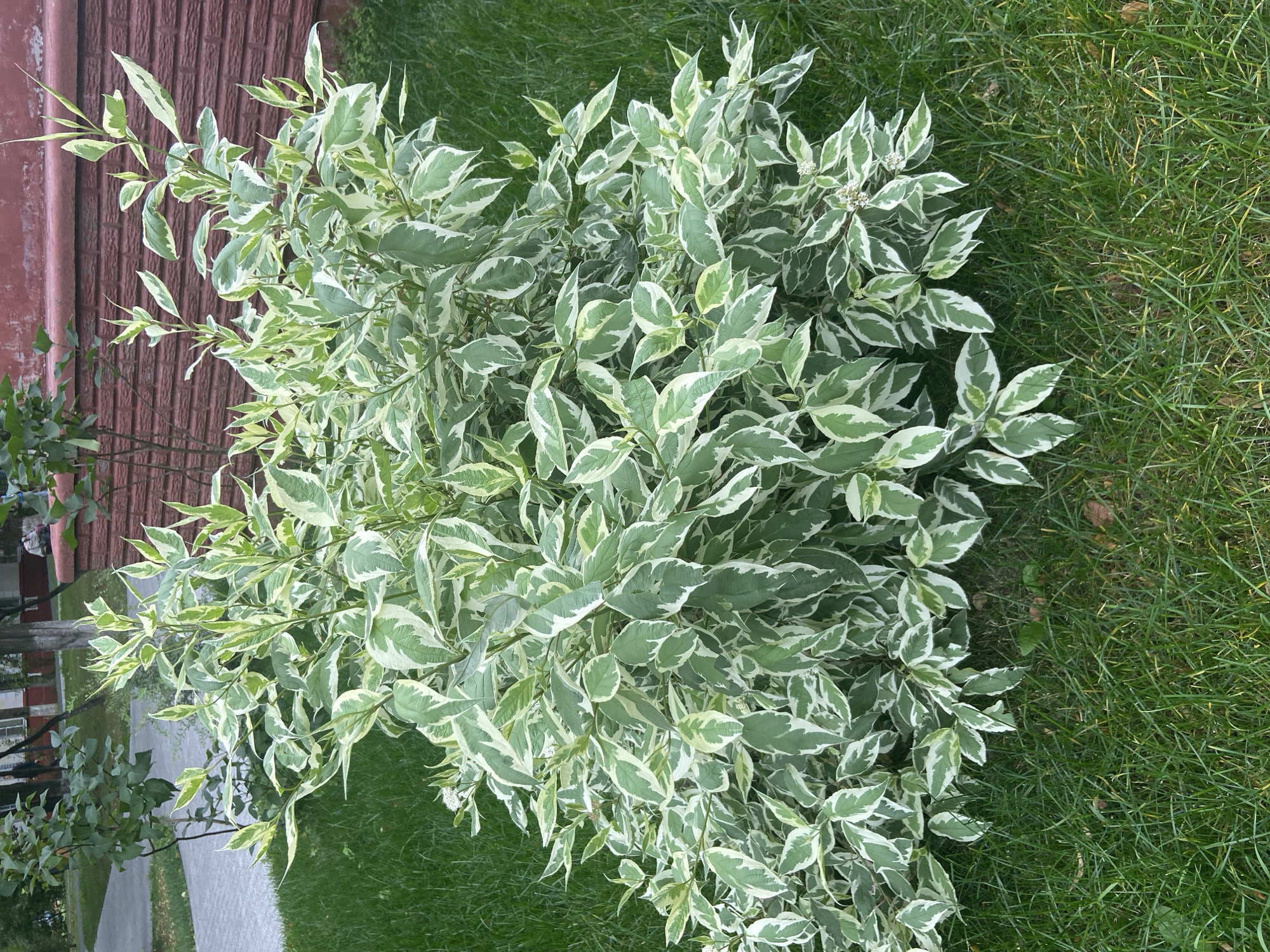 The image shows a variegated dogwood shrub with green and white leaves in a grassy area. In the background, a red brick wall and a building with windows are visible. A paved walkway is also present to the left of the shrub. The scene appears to be an outdoor urban environment in Balashikha, Russia. There are no people or animals clearly depicted in the image. The lighting suggests it is daytime, possibly overcast.