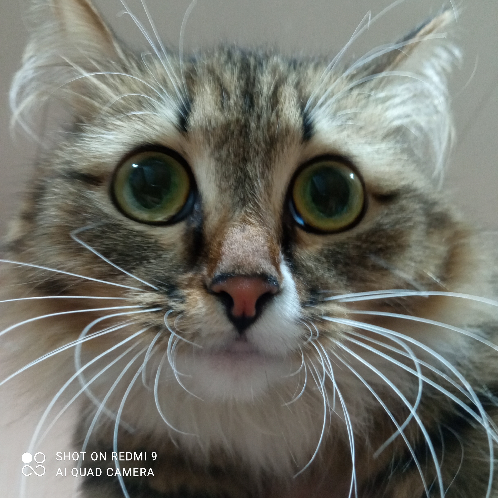 The image is a close-up of a cat's face. The cat has green eyes, brown and black tabby markings, and long white whiskers. The cat's nose is pink. The image was taken with a Redmi 9 AI Quad Camera. There is no evidence of the location being Chaikovsky, Russia.