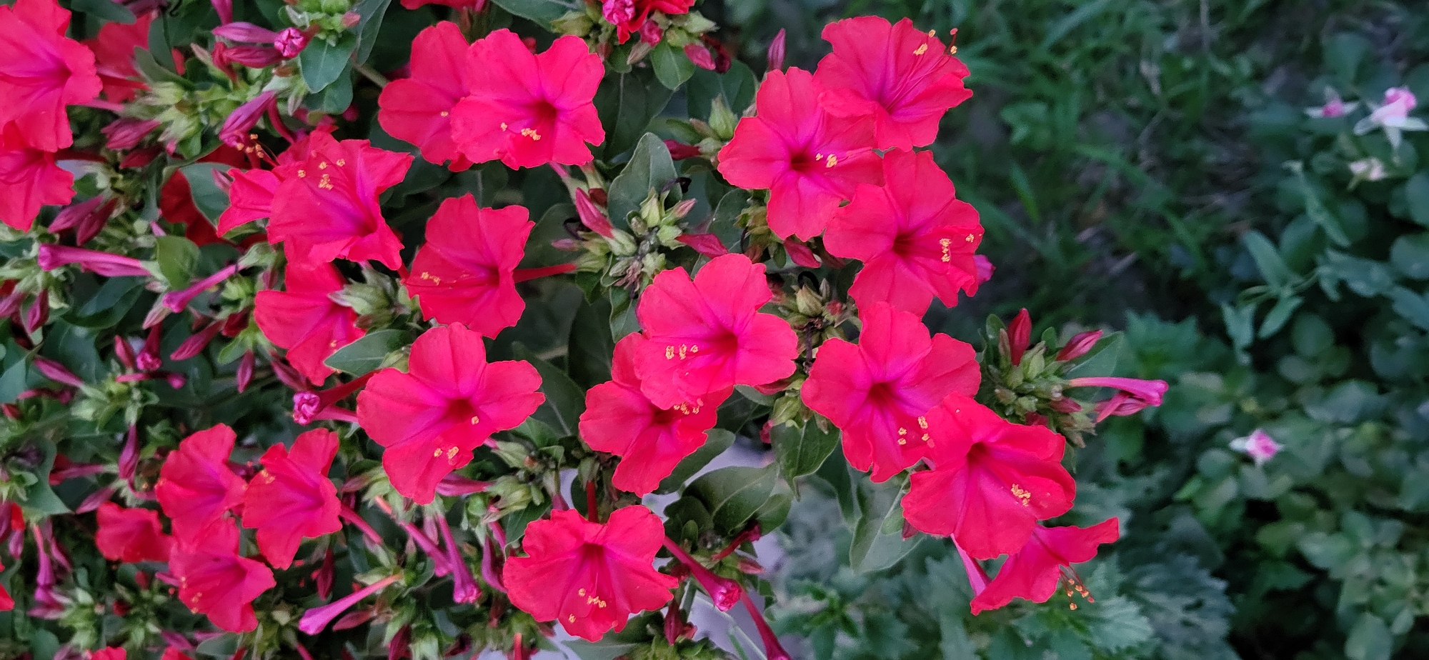 The image is a close-up, vertical shot of a cluster of vibrant pink four o'clock flowers (Mirabilis jalapa) in full bloom. The flowers are trumpet-shaped with five ruffled petals and prominent yellow stamens. They are surrounded by dark green foliage and some unopened buds, also in shades of pink and green. The background is a blur of more greenery, suggesting a garden setting. There are no people or man-made structures visible. The image was taken in Taldykorgan, Kazakhstan, likely in a garden or park.