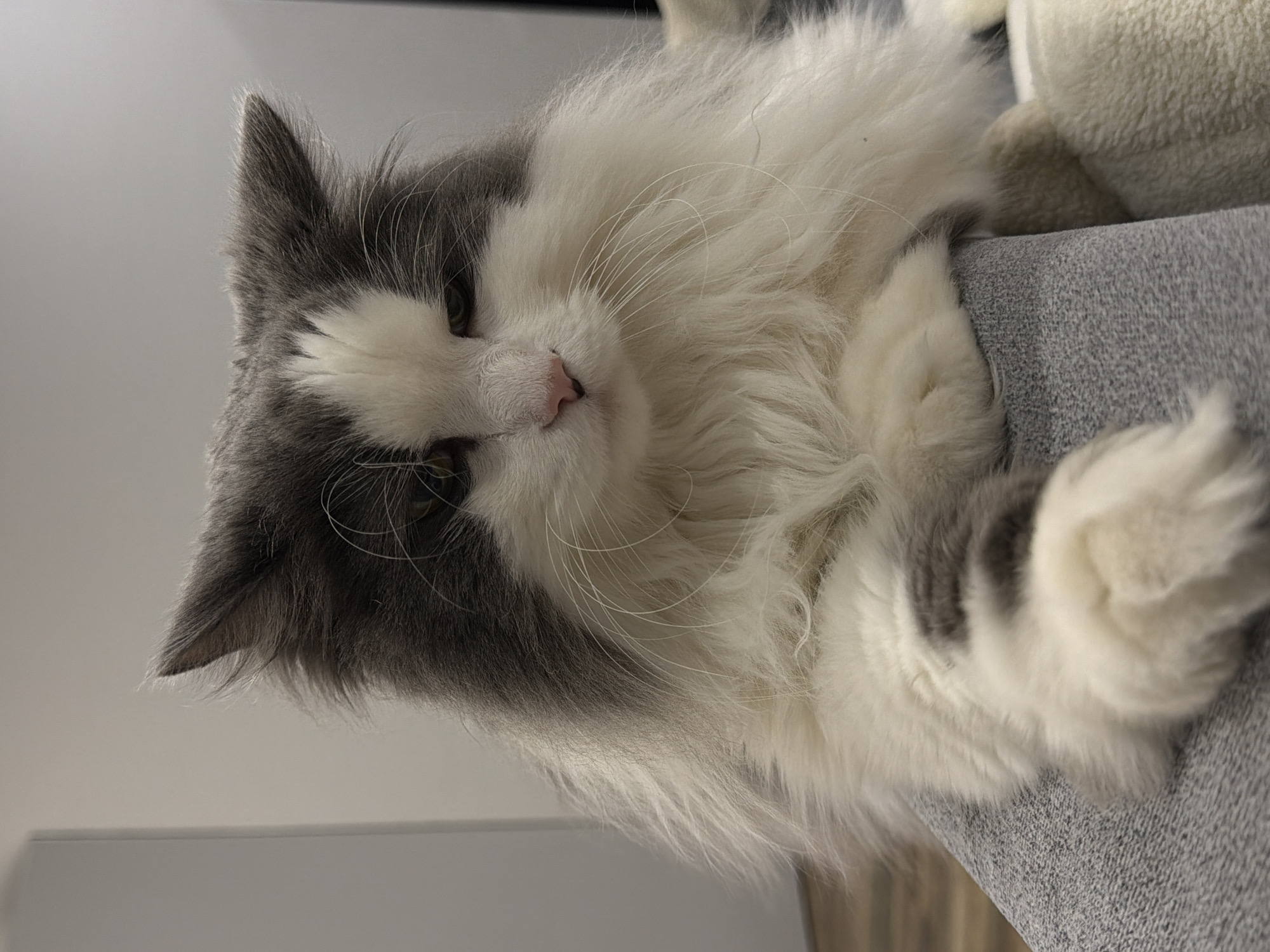 The image shows a gray and white long-haired cat lying on a gray fabric surface, possibly a couch or cushion. The cat is positioned with its head facing the left and its body extending towards the right. Its right paw is dangling over the edge of the surface. A soft, plush object is situated behind the cat, partially out of focus. The background includes a white wall or furniture surface. There is no evidence to suggest the location is in Chaikovsky, Russia.