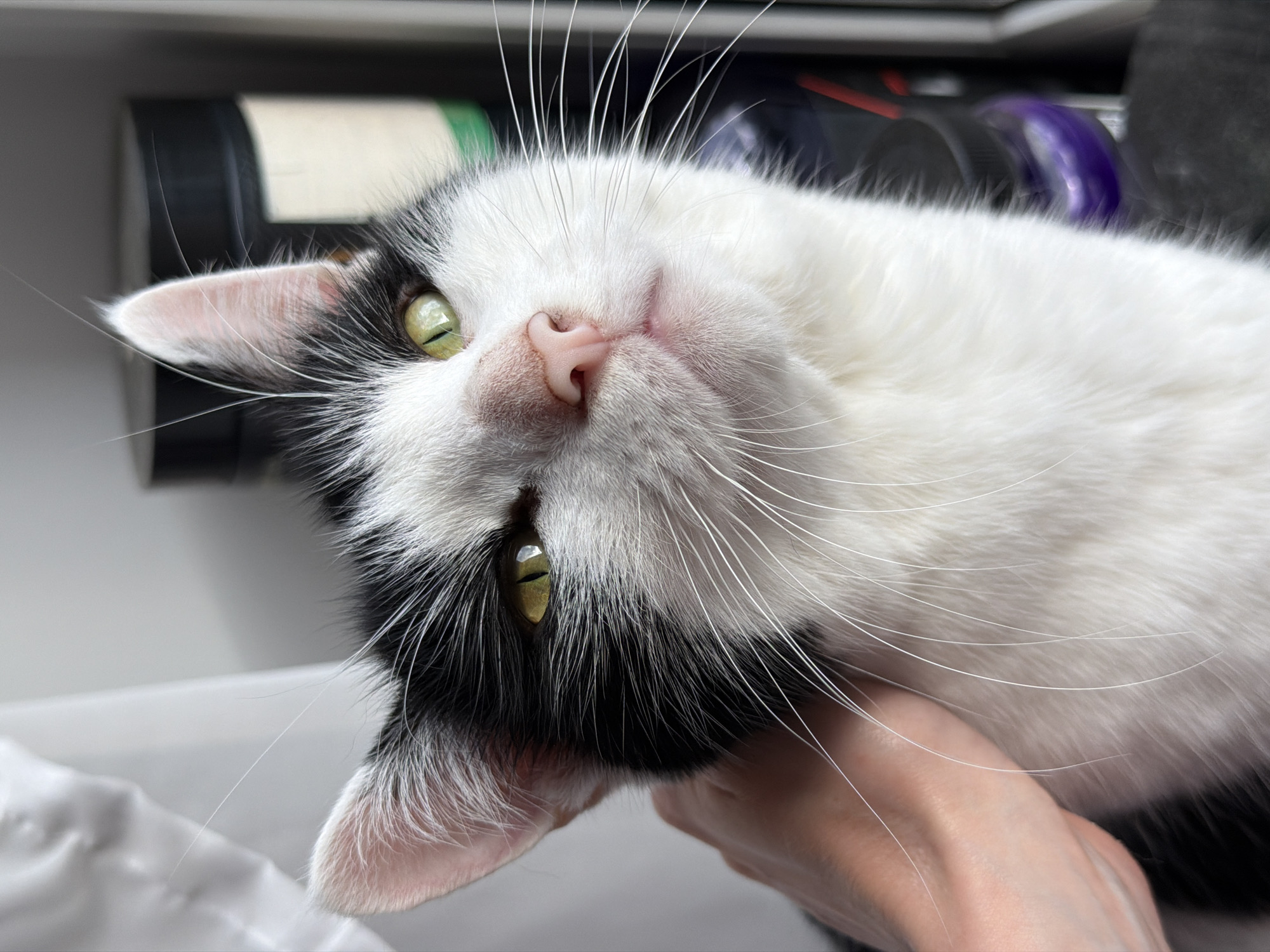 A black and white cat with green eyes is being petted by a person's hand. The cat's head is close to the camera, with its whiskers fanned out. The background is blurred, showing some dark containers. The scene appears to be indoors.