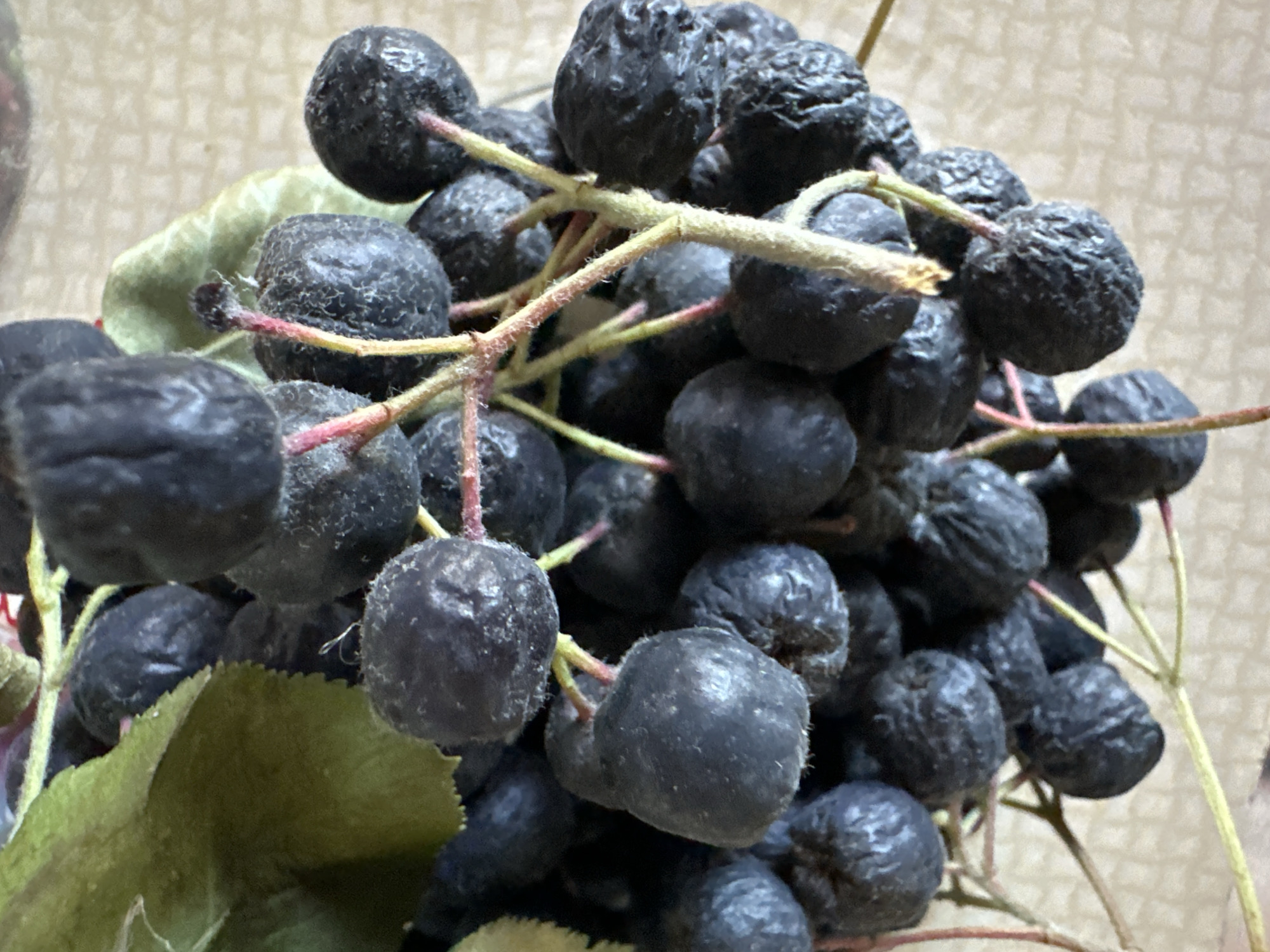 The image displays a close-up, overhead view of a cluster of dark purple berries, likely chokeberries, attached to thin, reddish-green stems. Some green leaves are visible at the top left of the frame. The berries are small, round to oval, and appear somewhat wrinkled, with a dusty or powdery bloom on their surface. The stems are branched, and some have delicate hairs. The background is a light-colored, textured surface, possibly a tablecloth or countertop, with a subtle grid pattern. There are no people, animals, or buildings visible, nor any indication of a specific location within the city of Biysk, Russia. The image focuses solely on the natural subject matter of the berries and their stems.