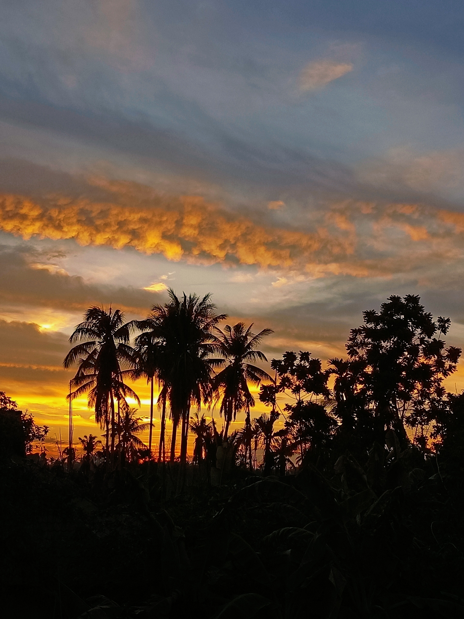 This is a vertical, full-shot photograph taken at sunset in Blang Cut, Indonesia, capturing the silhouettes of palm trees and other vegetation against a dramatic sky. The sky dominates the upper half of the frame, transitioning from a deep blue at the very top to swathes of vibrant orange and yellow clouds near the horizon. Wispy, lighter clouds are scattered throughout the upper portion. The lower half of the image is filled with the dark silhouettes of palm trees, their fronds creating a textured pattern against the brighter sky. Several tall, slender palm trees are prominent in the center, with broader leafed trees and other dense foliage visible on the right and left sides, as well as in the foreground. The setting sun is partially visible through the palm trees, casting a warm glow that illuminates the edges of the fronds and creates streaks of light. The overall impression is one of a tropical landscape at dusk. There are no people or actions depicted in the scene.