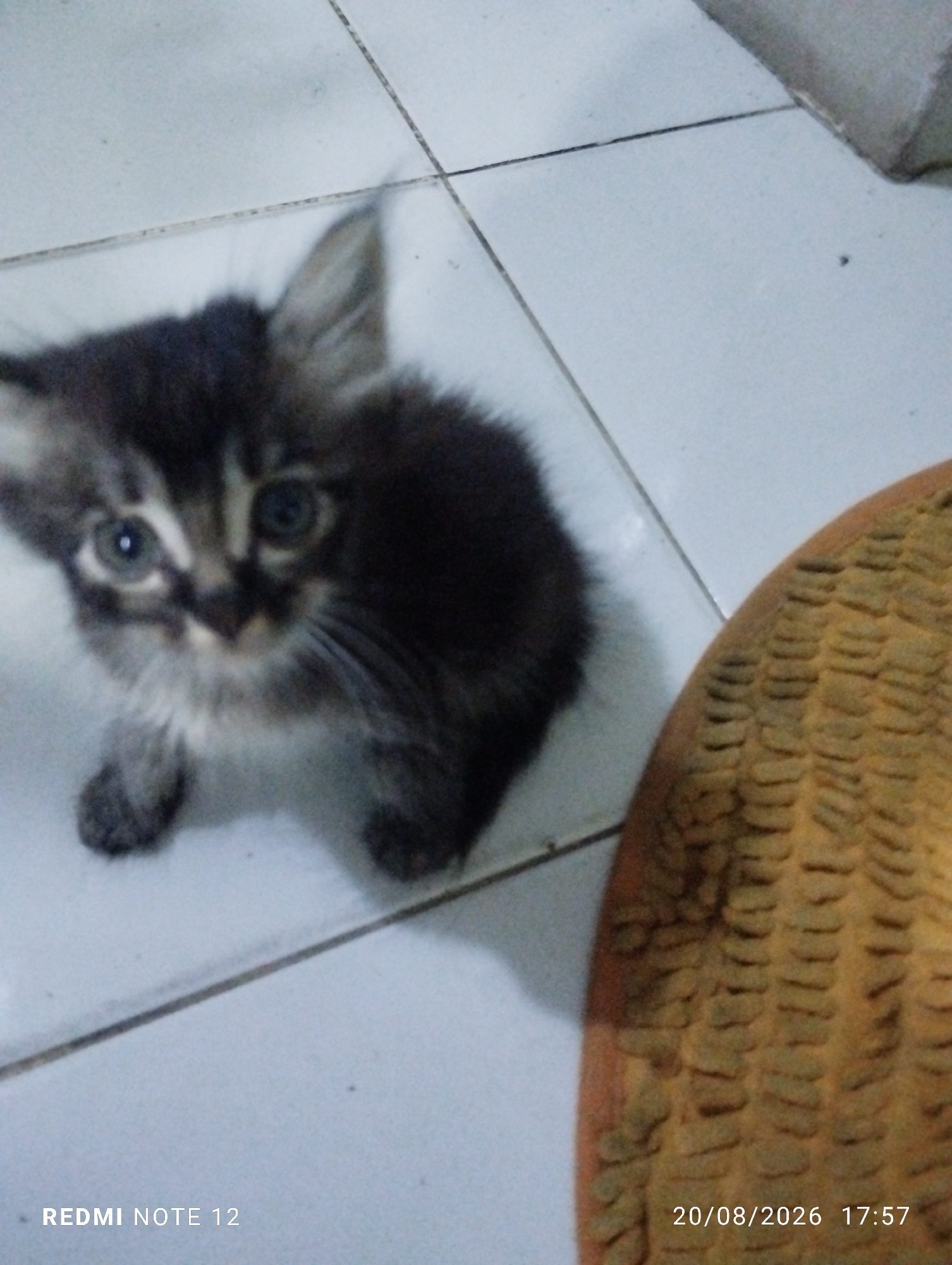 A fluffy, dark-colored kitten with light-colored markings on its face sits on a tiled floor. The kitten has large, light-colored eyes and appears to be looking directly at the camera. To the right of the kitten is a close-up view of a textured, orange object, possibly part of a shoe or mat. The background consists of light-colored square tiles with visible grout lines. The bottom left corner of the image displays the text "REDMI NOTE 12," and the bottom right corner shows the date and time "20/08/2026 17:57." The scene is indoors, likely within a residential setting in Bekasi, Indonesia, as indicated by the Redmi Note 12 watermark, which is common on photos taken with Xiaomi/Redmi phones often used in Indonesia.
