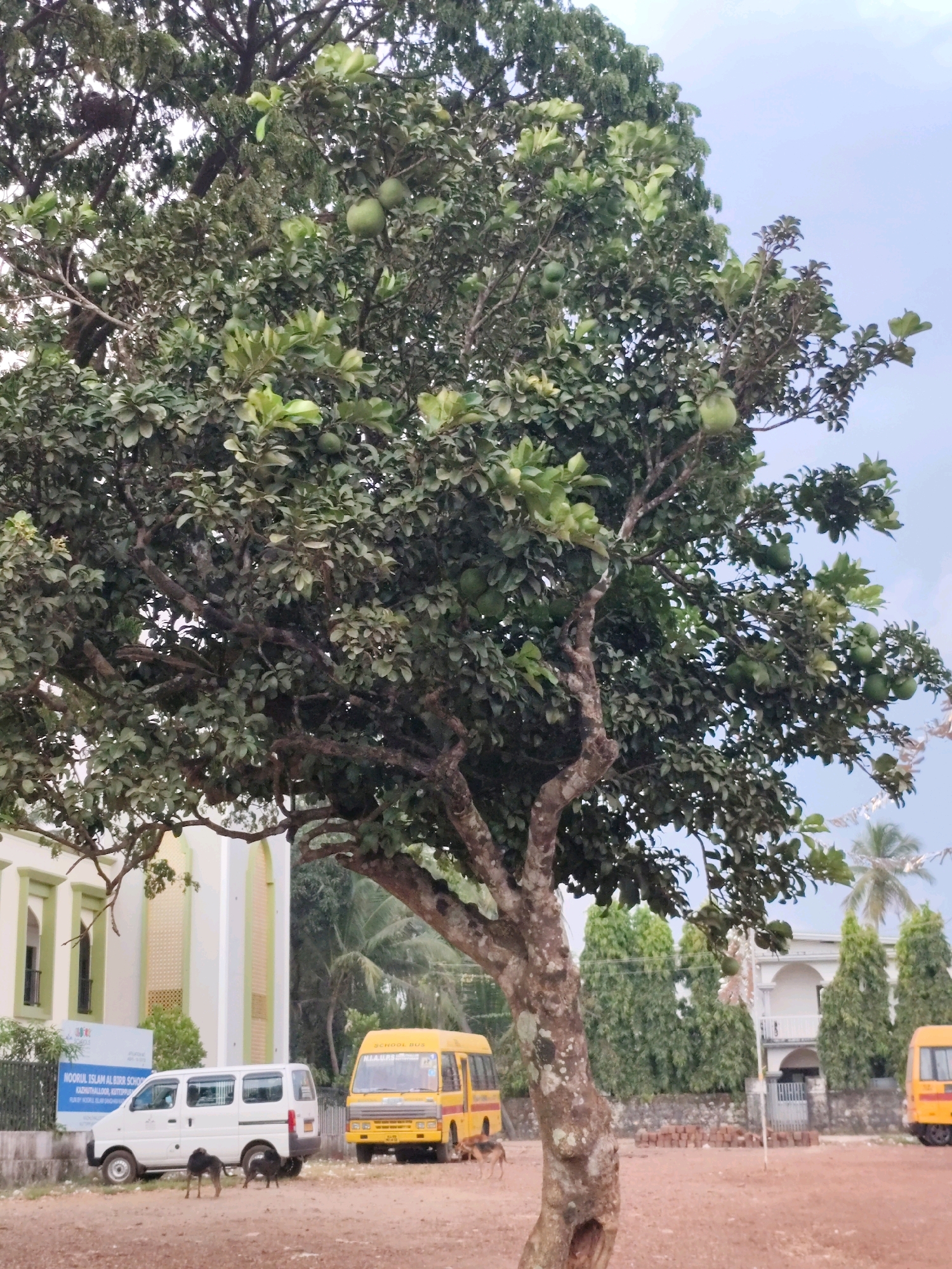 A low-angle shot captures a mature tree with a thick, textured trunk and abundant green foliage, bearing several round, green fruits. The tree dominates the foreground and midground, with its branches extending upwards and outwards. In the background, a light-colored building with green accents is visible, identified by a sign as "NOORUL ISLAM AL BIRR SCHOOL" in Kazhimbaavoor, Kuttippuram, India. Adjacent to the school building, a white van is parked, and to its right, a yellow school bus. Two dogs are observed near the white van, one with its head down and the other standing. A second yellow school bus is partially visible on the far right of the frame. The ground appears to be a reddish-brown dirt or gravel surface, with a low stone wall separating the school grounds from the area where the vehicles and dogs are. The sky is overcast.