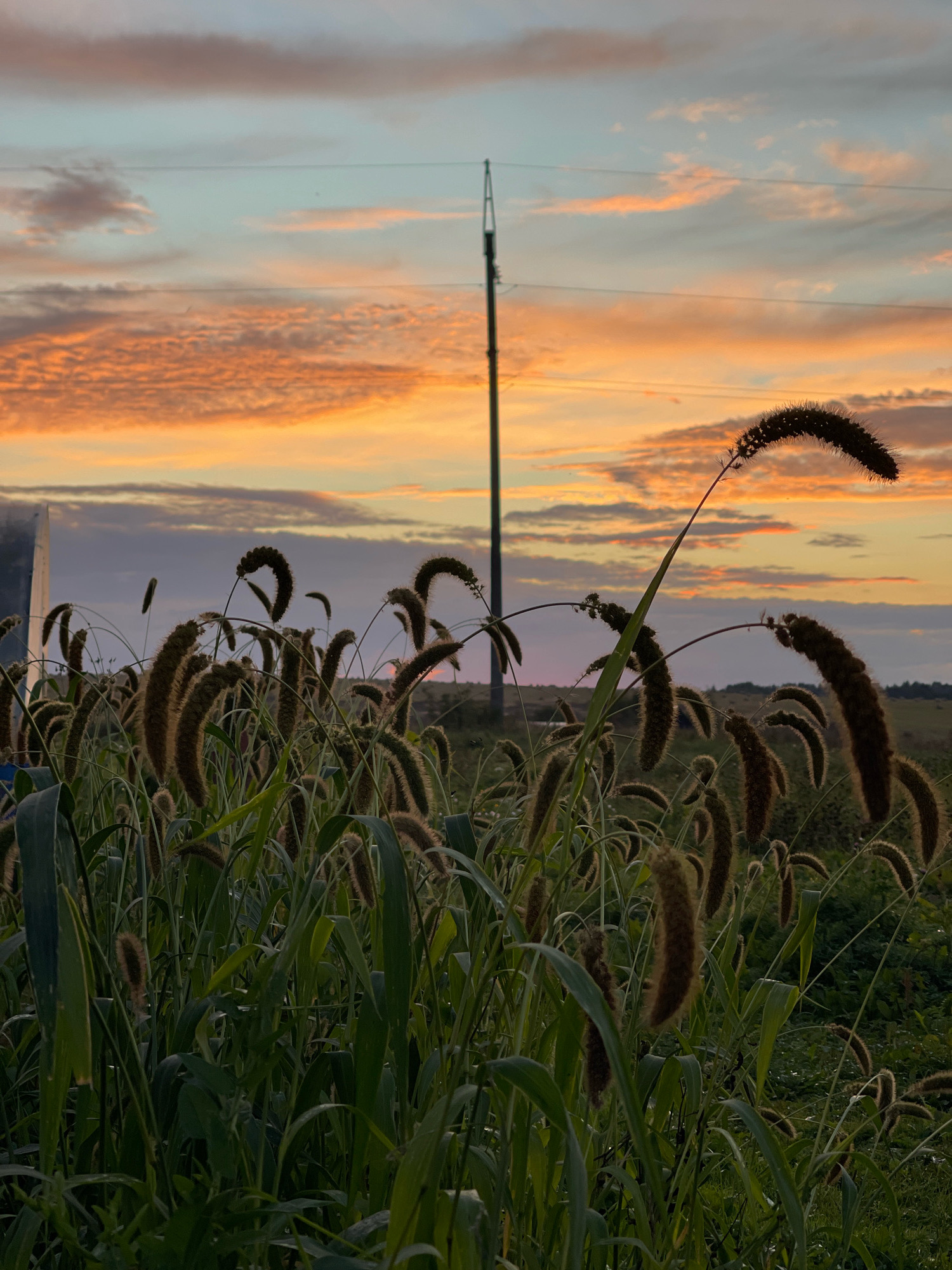 This is a photograph of a grassy field with cattail-like seed heads at sunset. The sky is a gradient of orange, pink, and blue with scattered clouds. A utility pole with power lines is visible in the background. The foreground is dominated by tall green grass and numerous brown, furry seed heads, some of which are bent over. The location is identified as Perevoznoye, Russia.