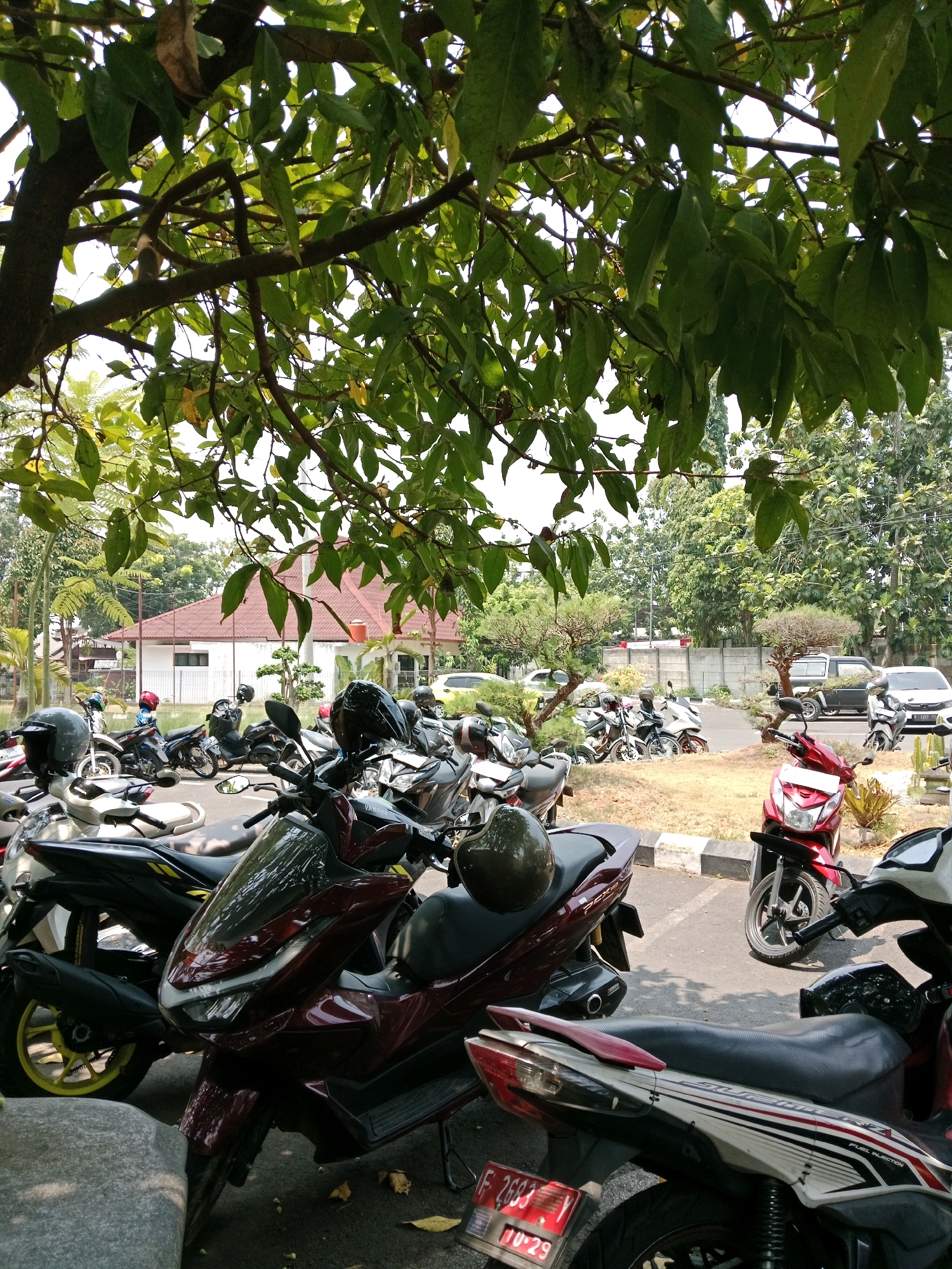 In Karangtengah, Indonesia, a parking lot filled with numerous motorcycles is visible. The motorcycles, predominantly scooters, are parked closely together under the shade of a large tree with lush green foliage. A building with a red-tiled roof and white walls is situated in the background, behind a row of trees and a concrete barrier. Several cars are also parked in the vicinity. The ground is paved, with some dry leaves scattered on the surface. The scene appears to be during daylight hours, with sunlight filtering through the tree branches.