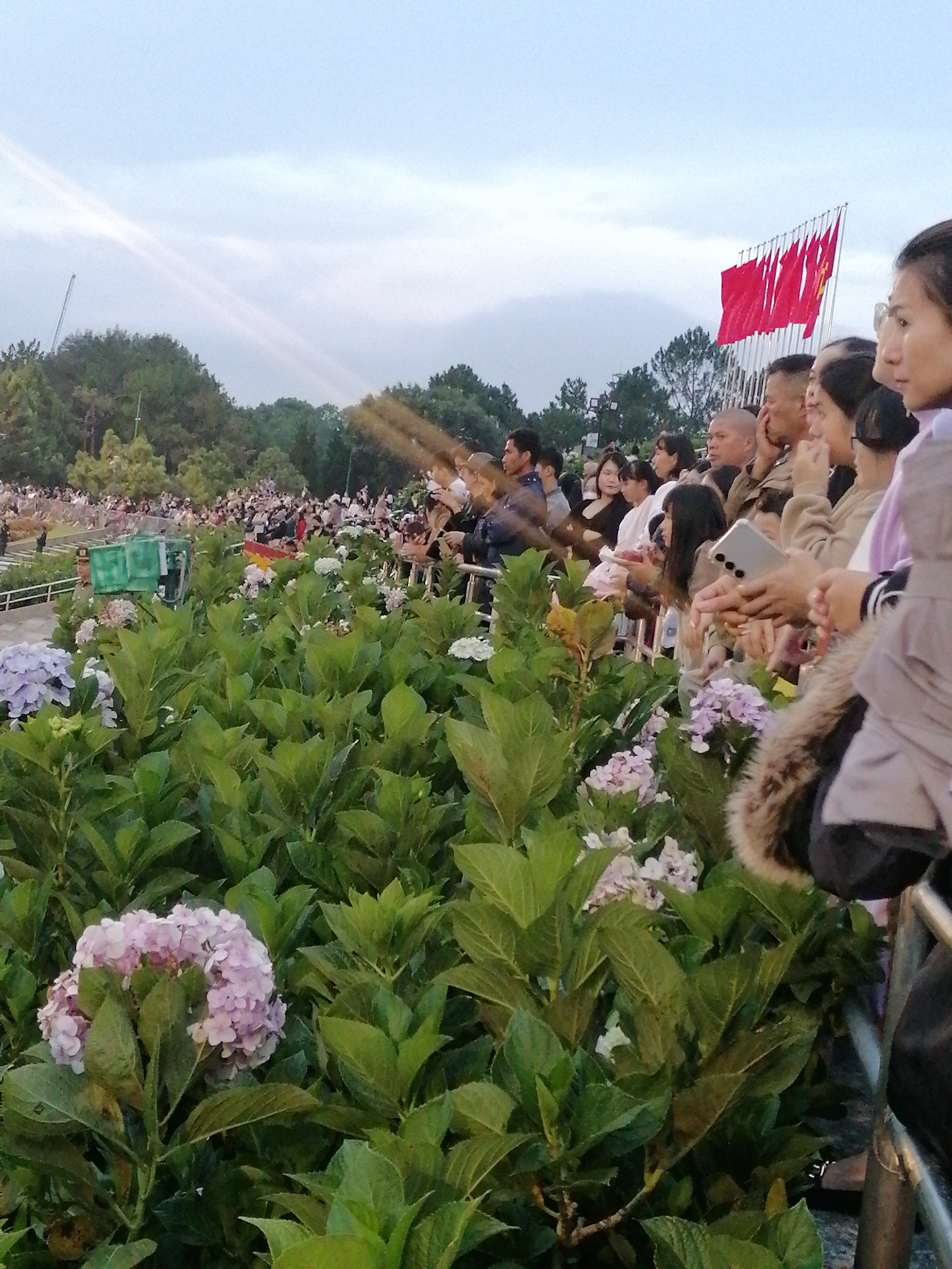 The image depicts an outdoor gathering, likely a ceremony or event, with a large crowd of people in the background. In the foreground, lush green foliage and clusters of pale pink and white hydrangeas dominate the scene, creating a natural border. A metal railing runs along the right side of the image, separating the viewer from the crowd. Several individuals are visible in the mid-ground and foreground, some holding cell phones, suggesting they are capturing the event. In the far background, a line of red flags is prominent against a pale sky, and trees form a backdrop. The overall atmosphere appears to be one of public observance. Given the prevalence of hydrangeas and the reported location, this scene could be at the Da Lat Flower Park, a well-known attraction in Da Lat, Vietnam, famous for its floral displays and often hosting public events. The presence of the flags suggests a national or official occasion.