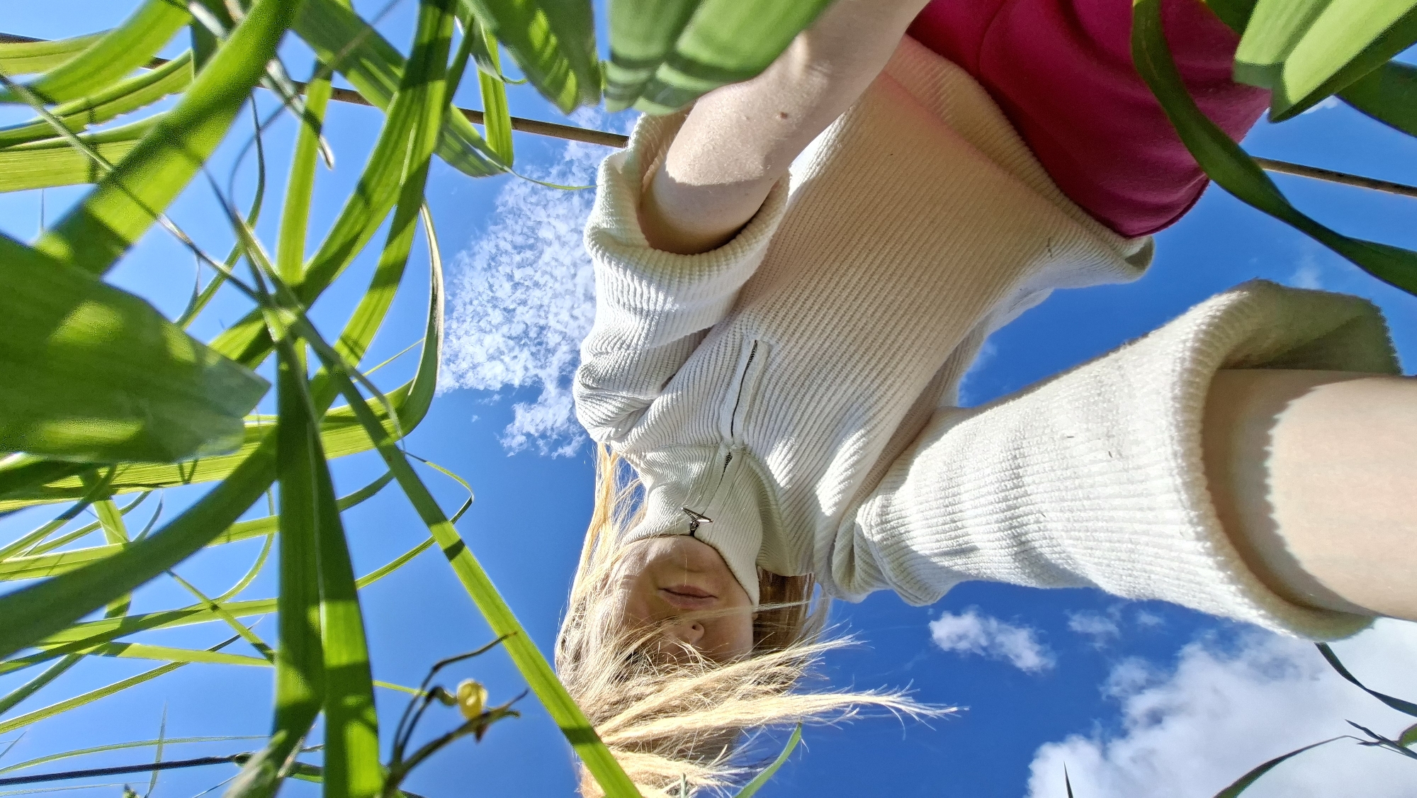 A low-angle, upward-looking shot captures a person looking down into a dense patch of green foliage under a bright blue sky, set in what is contextually identified as Большой Букор, Russia. The foreground and sides of the image are filled with numerous long, slender green leaves, suggestive of tall grass or reeds, which are sharply illuminated by sunlight.
The main subject is a person whose face is partially obscured by blonde hair, revealing their chin, mouth, and nose. They appear to be wearing a light-colored (possibly cream or white) ribbed sweater or jacket with a visible zipper detail, and a vibrant pink garment underneath. One arm, clad in the sweater, is also visible. The person's gaze is directed downwards, suggesting they are observing something below, possibly the camera or the surrounding vegetation.
The background consists of a clear, brilliant blue sky dotted with scattered white cumulus clouds. On the left side of the frame, amidst the green leaves, a small, yellow, spiral-shaped plant feature is discernible. The bright illumination indicates a sunny day, likely midday or early afternoon. The overall composition creates an immersive sense of being low within tall plants, looking up at a person and the open sky. No text is visible in the image.