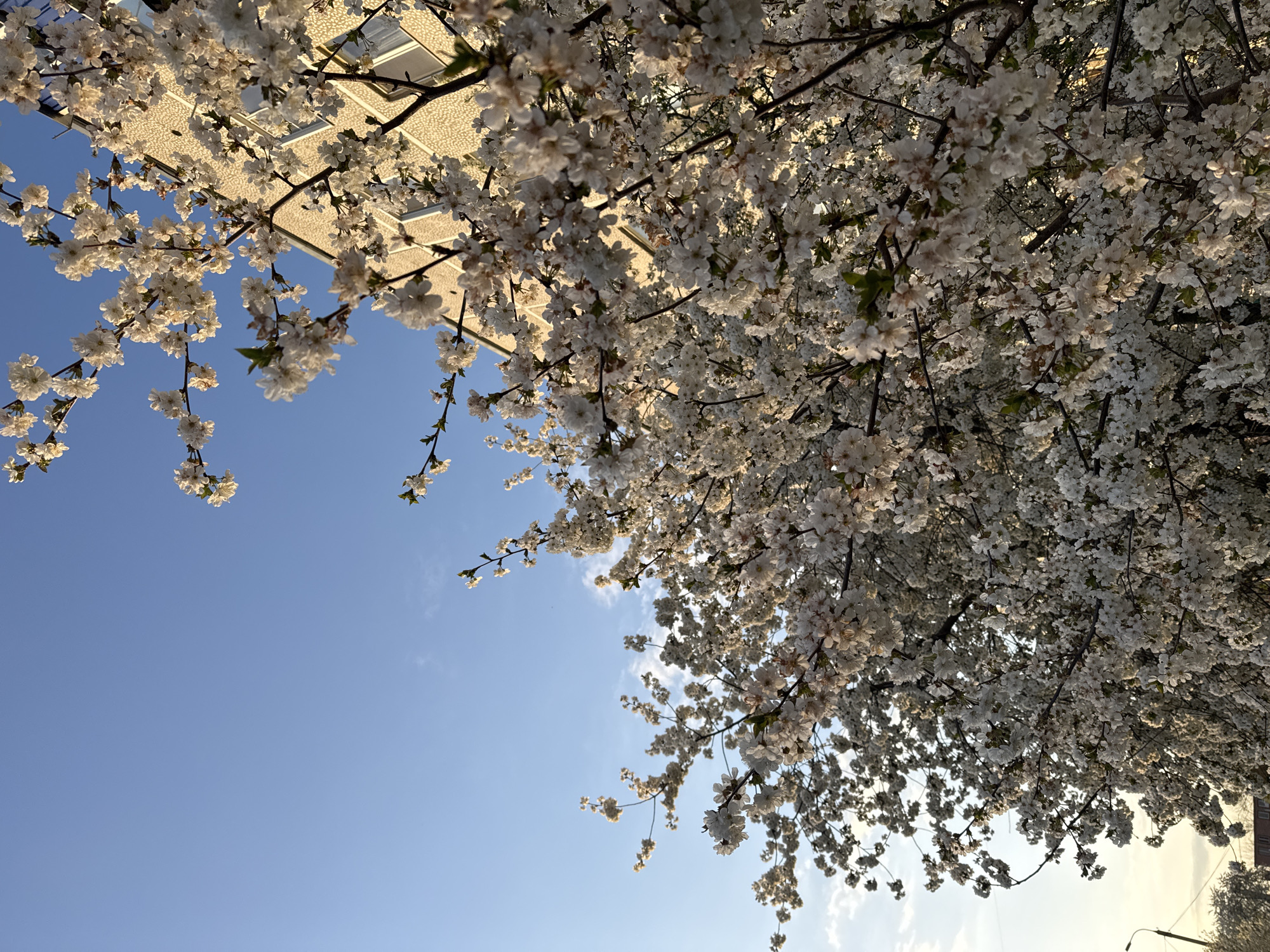 The image displays an upward-looking view through a dense canopy of white blossoms, set against a vibrant blue sky. The entire right side of the frame, and a significant portion of the left, are filled with clusters of small, light-colored flowers, likely cherry or apple blossoms, on dark branches. The blossoms are brightly lit by warm, golden sunlight, which appears to emanate from the upper right, casting some parts into soft shadow and highlighting others.
In the upper left quadrant, partially visible through the flowers, is a section of a light-colored building. Its textured surface and angular lines are illuminated by the same warm light. The sky, prominent in the center-left and extending across the top, is a clear, bright blue with a few faint, wispy white clouds scattered sparsely. Towards the bottom right, subtle shapes suggest a distant street lamp and possibly more foliage or another building, largely obscured by the foreground blossoms.
The scene captures a peaceful outdoor setting, indicative of springtime due to the full bloom of the tree. The time of day appears to be late afternoon or early evening, characterized by the soft, warm glow of the sun. No people are visible, and there is no discernible text.
