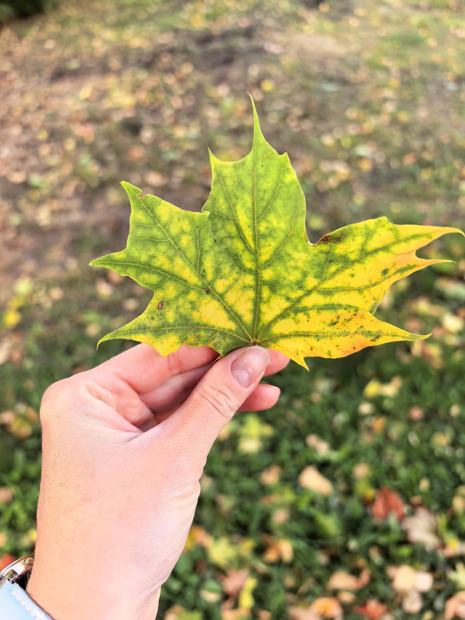 In Sterlitamak, Russia, a person's hand is holding a single maple leaf. The leaf is predominantly green with patches of yellow and some orange-red discoloration, indicating autumn. The leaf has a distinct palmate shape with five pointed lobes. The background is blurred, showing a ground covered with grass and scattered fallen leaves, suggesting an outdoor setting in a park or natural area. The person is wearing a watch on their wrist. The lighting appears to be natural daylight.