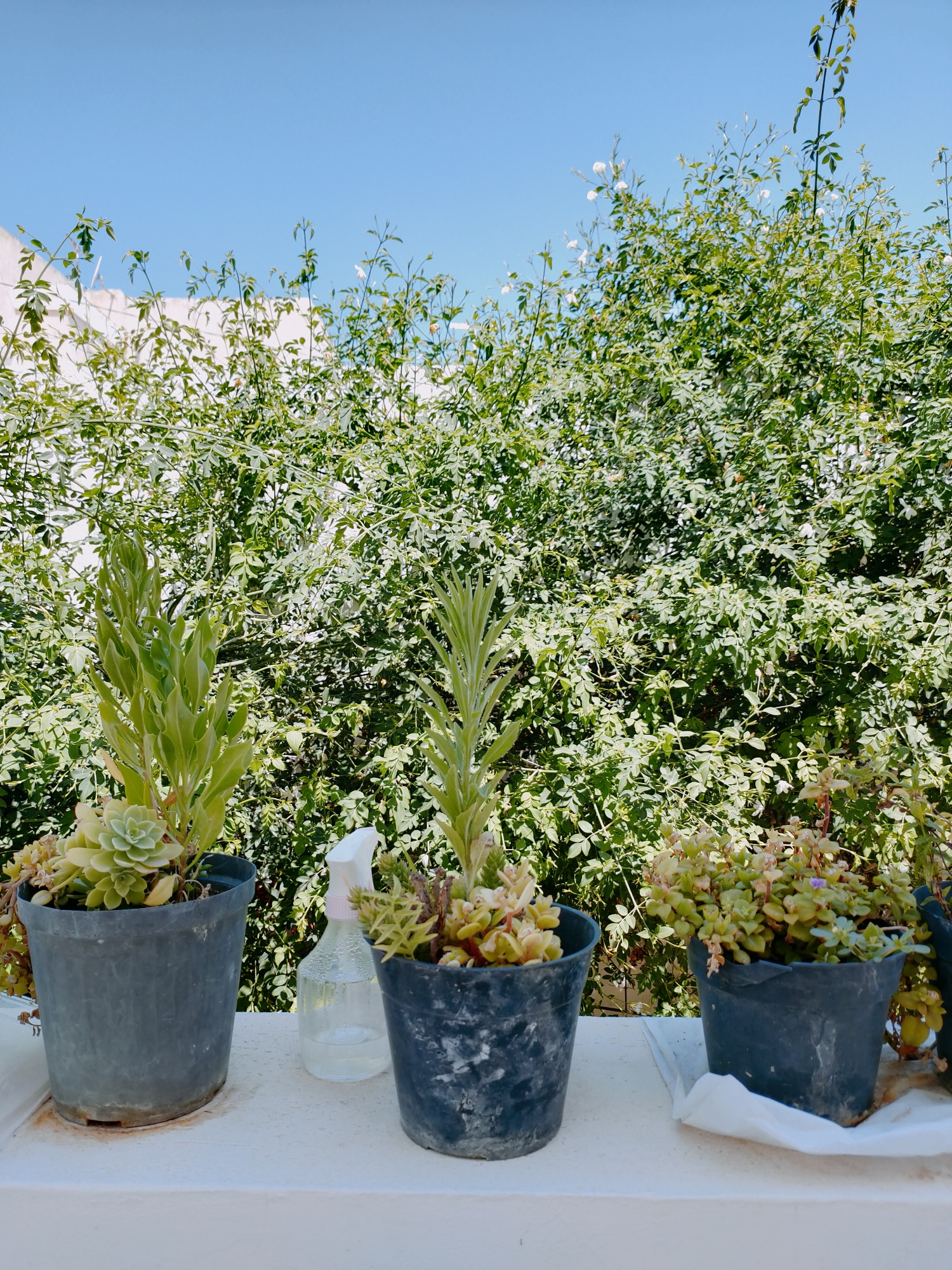 Three potted succulent plants, a watering can, and a spray bottle are arranged on a white ledge against a backdrop of lush green foliage and a clear blue sky. The plants are in dark grey and black pots of varying sizes. The pot on the left contains a light green succulent with layered leaves. Next to it is a clear spray bottle with a pink nozzle, filled with a clear liquid. The middle pot holds a dense arrangement of small, light-green succulents with some brown accents. The pot on the right contains more small, light-green succulents with tiny purple flowers. The ledge itself is weathered and shows some signs of rust. The background vegetation appears to be a dense bush or hedge, possibly a jasmine vine given the small white flowers visible. The image captures a serene outdoor scene, likely a balcony or rooftop garden in Ariana, Tunisia, bathed in bright sunlight.