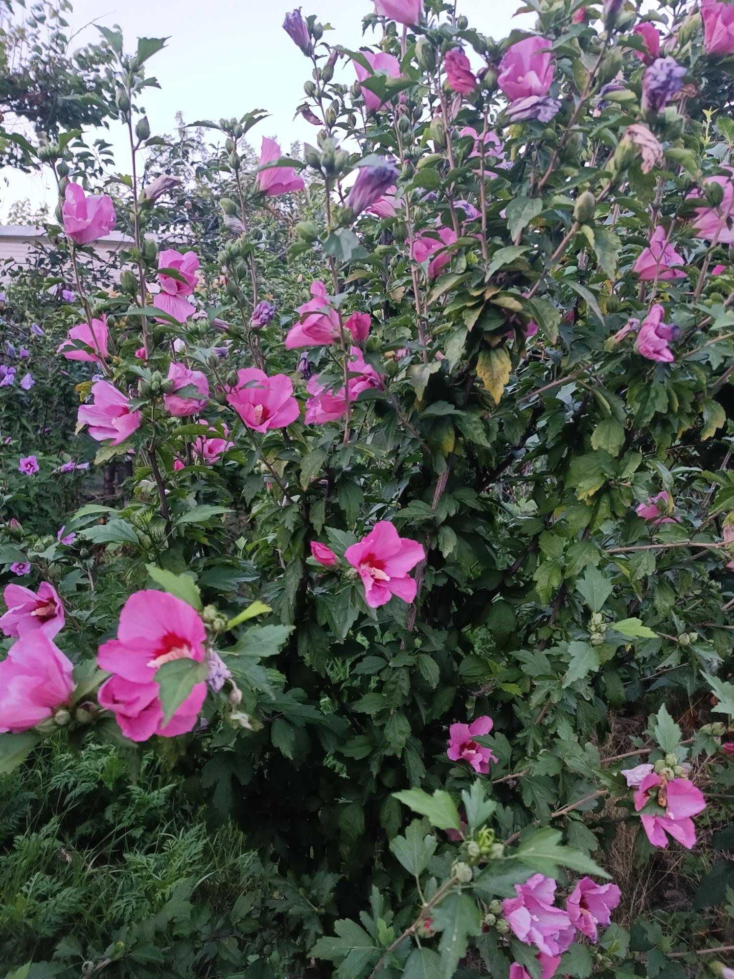 This image depicts a cluster of bright pink hibiscus flowers in full bloom, set against a backdrop of lush green foliage. The flowers are varied in their stage of bloom, with some fully open and others still in bud. The leaves of the hibiscus bush are a deep green, with some showing signs of yellowing, suggesting the late summer or early autumn season. The background is a mix of dense greenery and hints of other vegetation, possibly a garden or park. The lighting suggests it is daytime, with soft, diffused light that highlights the vibrant colors of the flowers. There is no indication of human presence or any specific landmarks that would pinpoint the location to Zaporizhzhia, Ukraine, or any other city. The scene is a naturalistic portrayal of a flowering shrub in a garden setting.