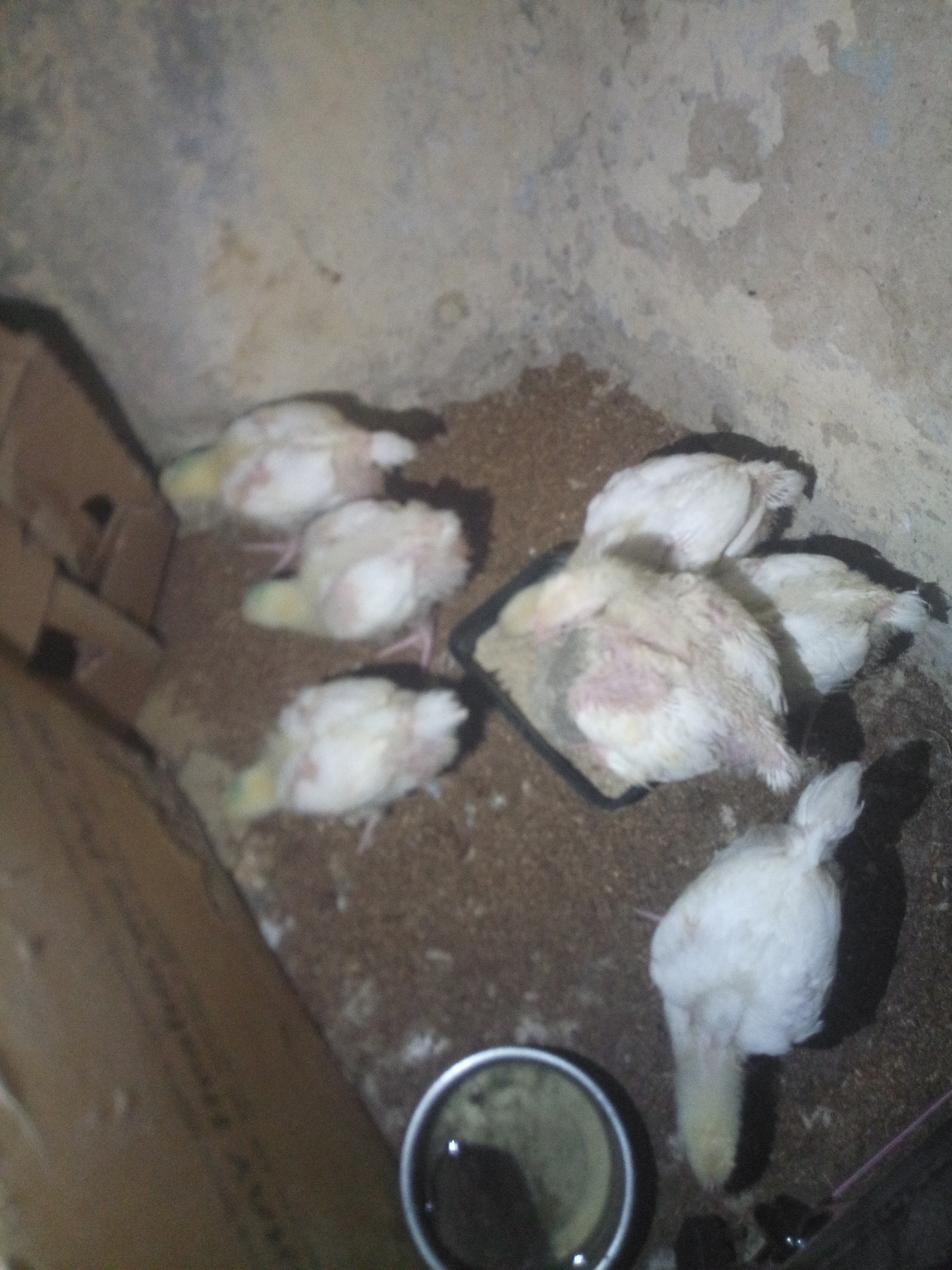 The image depicts a group of young chicks confined in a corner. There are at least six chicks, mostly white or light-colored, huddled together. Some are near a black rectangular feeding dish, while others are resting. The floor is covered with brown material, possibly feed or litter. A small, round metal bowl sits in the foreground, likely containing water. The walls appear to be unfinished, showing signs of wear and dampness. There is cardboard box on the left. Location is in the city of Unknown, Unknown.
