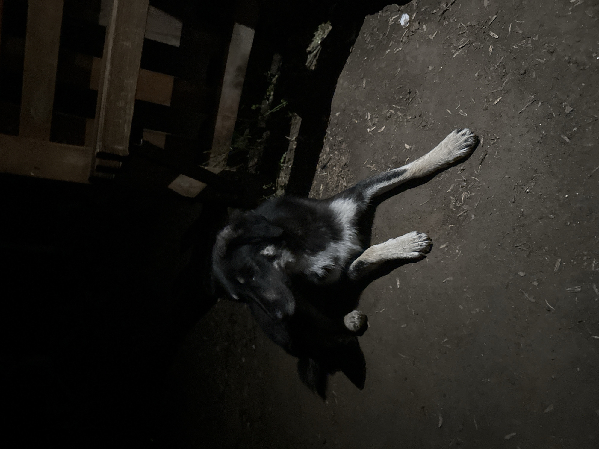 An outdoor, low-light photograph captures a dog at night in Blagoevgrad, Bulgaria. The image is taken from a high angle, looking down.
The primary subject is a medium-to-large sized dog, likely a husky or similar mix, with predominantly dark fur, a distinctive white chest, and lighter, possibly tan or grey, fur on its legs and paws. Its head is visible, looking generally downwards. One front paw is extended forward, while another appears bent, suggesting the dog is either standing or in the process of sitting or lying down. The dog is partially illuminated by an artificial light source, which creates strong shadows and highlights its features against the dark surroundings.
To the left of the dog, a dark wooden fence or similar wooden structure is partially visible. The ground beneath the dog and extending to the right is unpaved, consisting of dark earth mixed with scattered debris such as small sticks, leaves, and possibly some bits of litter.
The scene clearly depicts nighttime conditions, with much of the background obscured by darkness, emphasizing the illuminated dog and immediate ground. No specific weather conditions can be discerned. There is no visible text in the image.