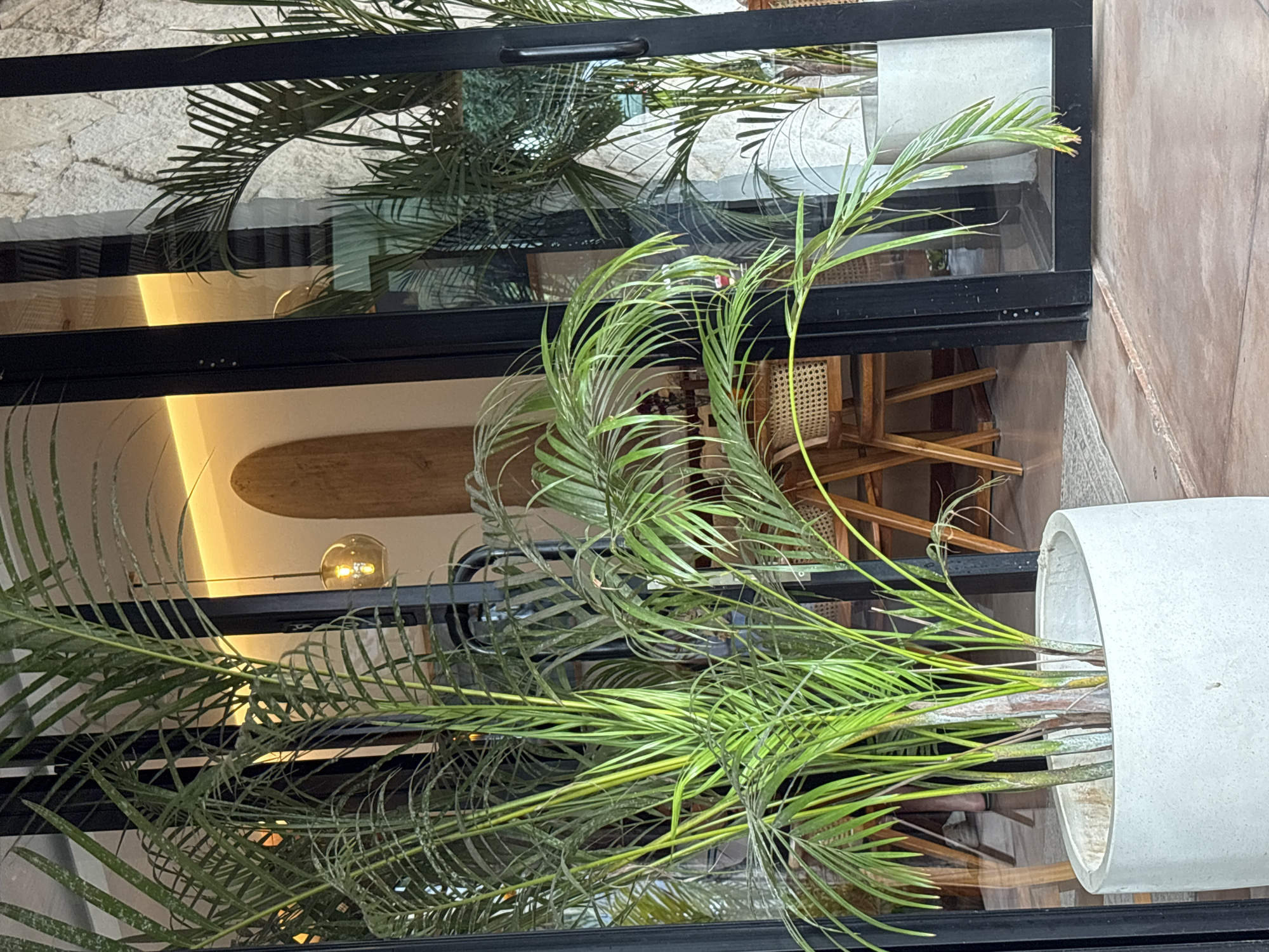 The image shows a view through a window, likely of a restaurant or cafe in Kuta Selatan, Indonesia. The window is black-framed and reflects the interior, including a light fixture, wooden surfboard, and chairs. A potted palm plant stands near the window, its fronds extending across the glass. The building exterior is a textured beige color.