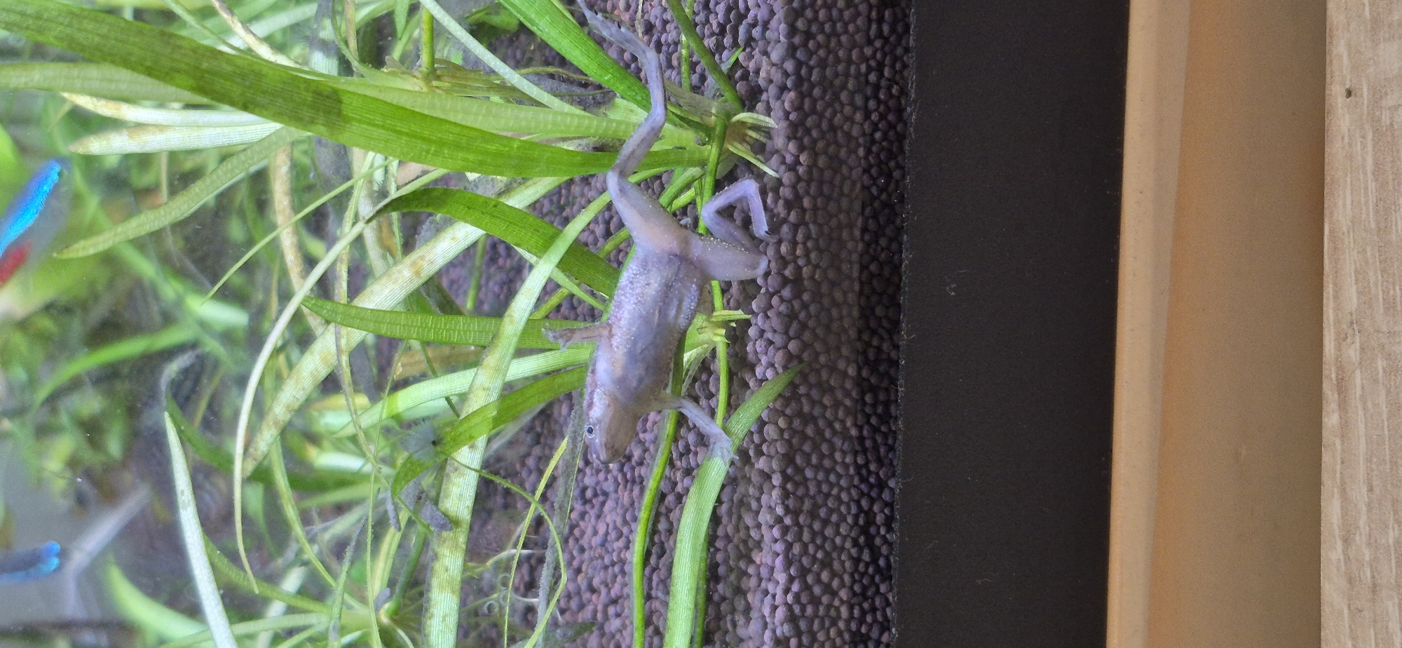 A small, light-purple frog with visible speckles is positioned horizontally on a bed of small, dark pebbles within an aquarium. The frog's limbs are splayed, with its front legs extended forward and its hind legs stretched backward. Green aquatic plants surround the frog, with some leaves partially obscuring its body. In the upper background, faint blurry shapes of neon blue and red fish are visible, along with general aquarium debris and sediment on the glass. The foreground shows the dark edge of the aquarium base and a light brown wooden surface below. This image was taken in Ussurijsk, Russia.